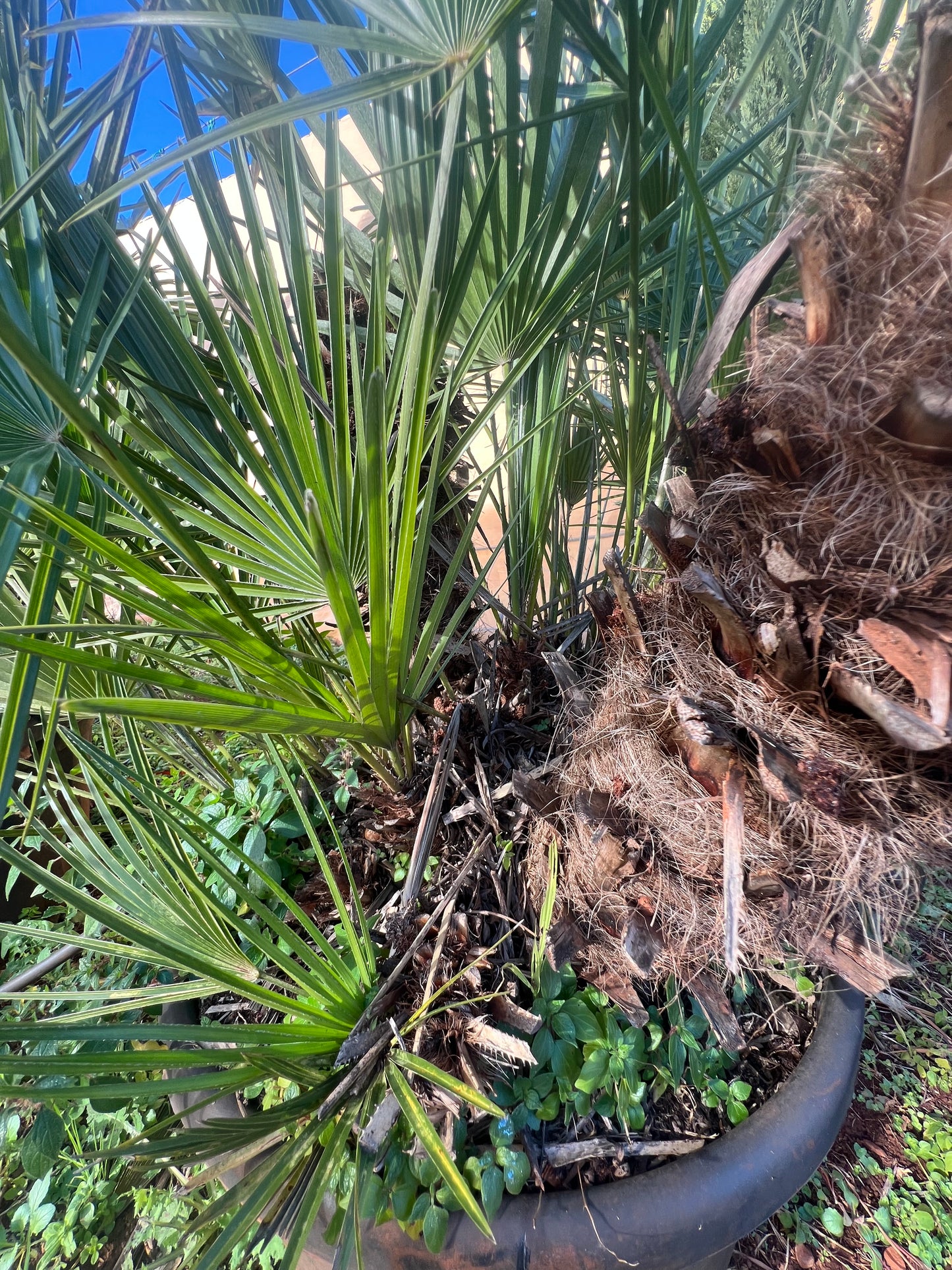 Chamaerops humillis (European fan palm) - 35 liters