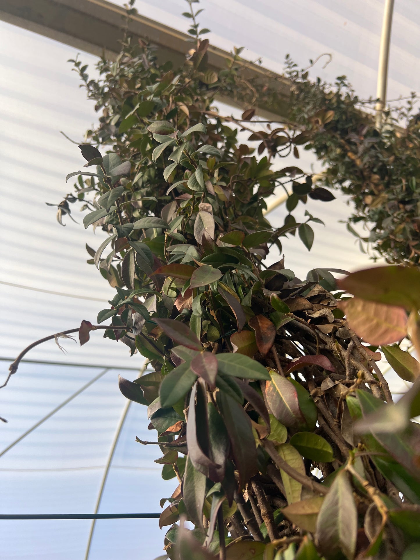 Stephanotis floribunda (Jasmine) - 25 liters