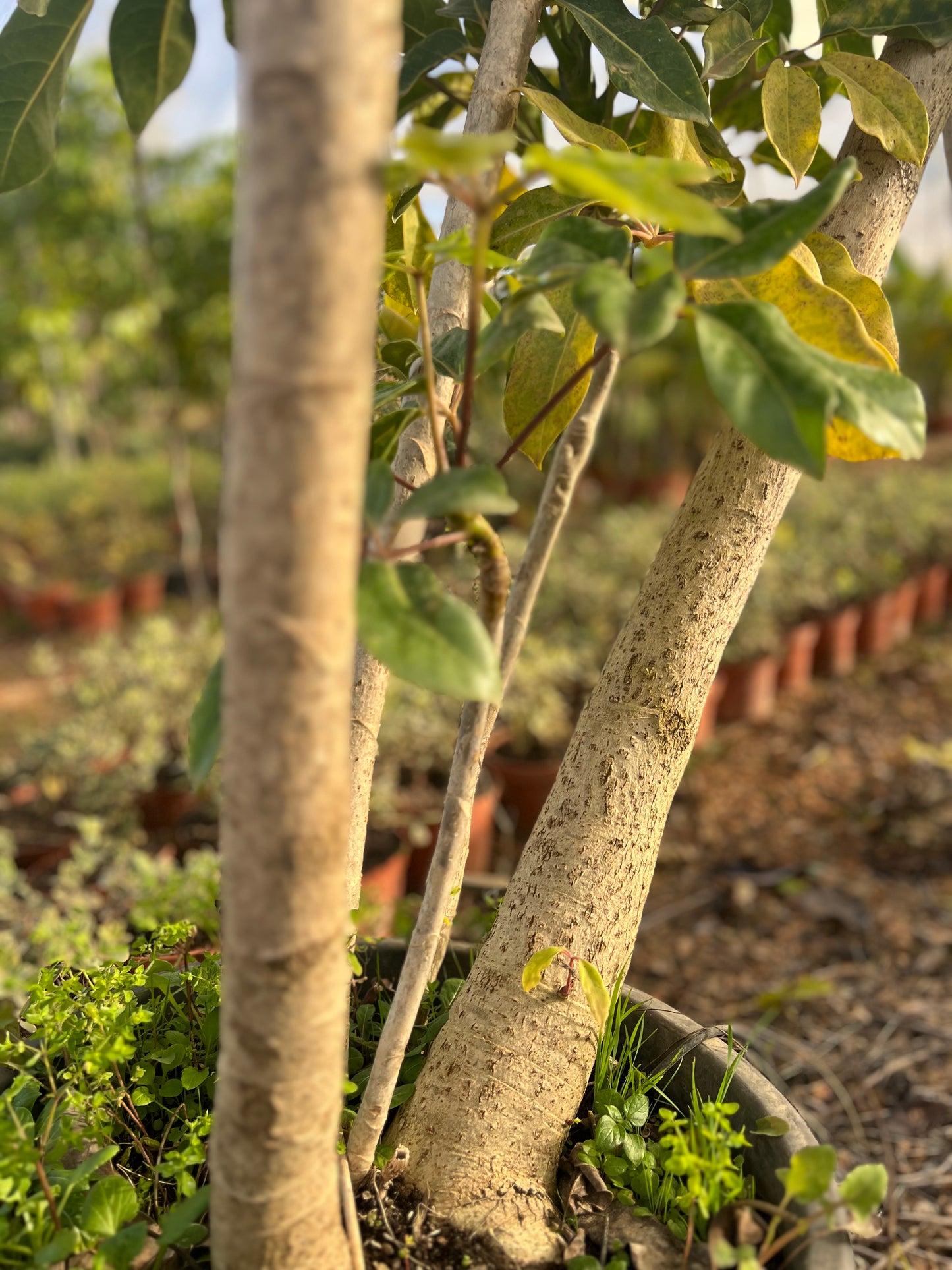 Schefflera actinophylla (Umbrella/ Octopus Tree) - 35 liters