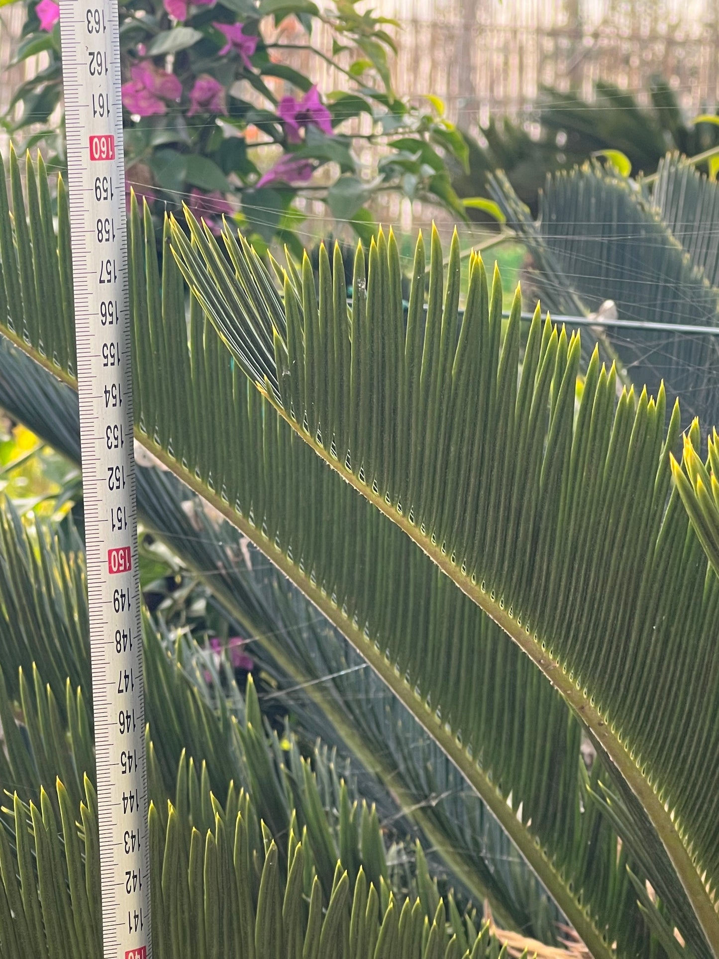 Cycas Revoluta (Sago Palm) - 80cm trunk