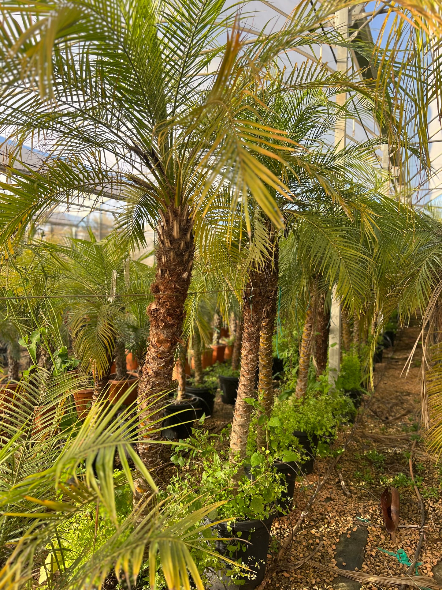 Phoenix roebeleni (Dwarf/ Pygmy date palm) - 120cm trunk