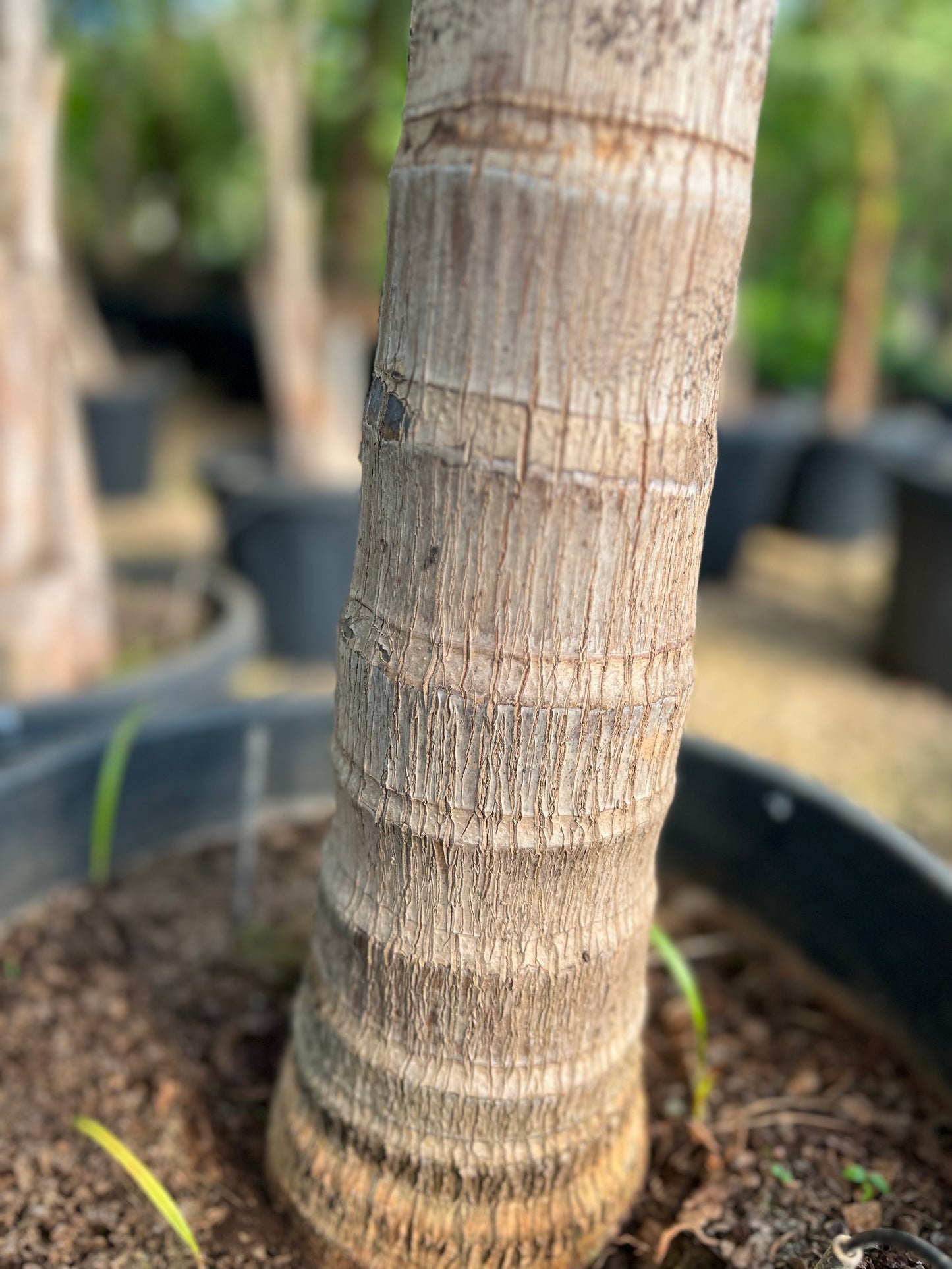 Archontophoenix alexandrae (Alexandra Palm) - 100/150 cm trunk