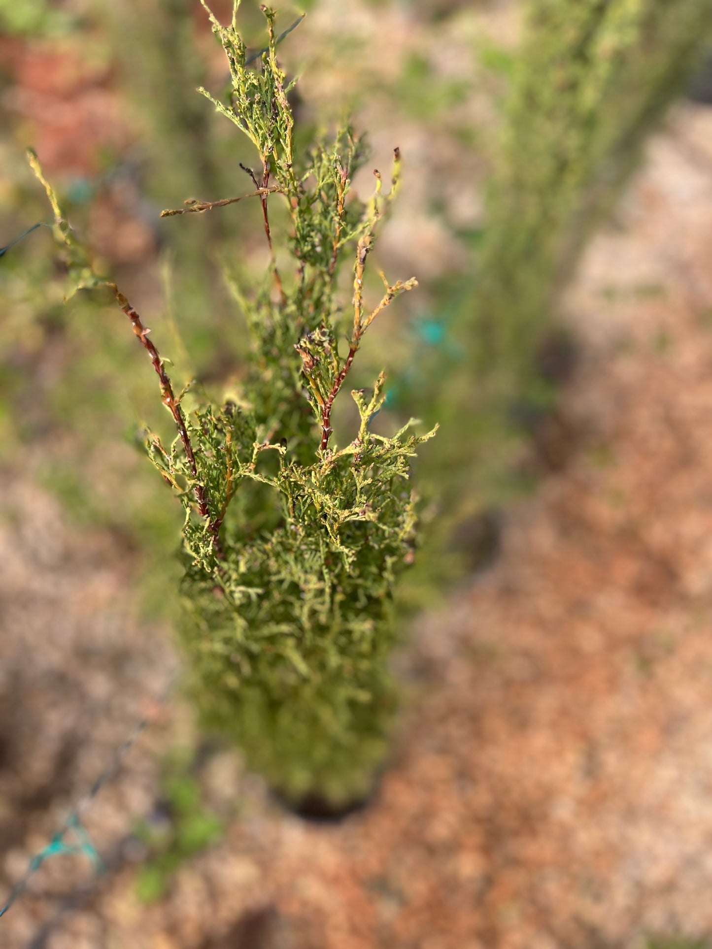 Cupressus (cypress) - 5 L 170 cm approximately