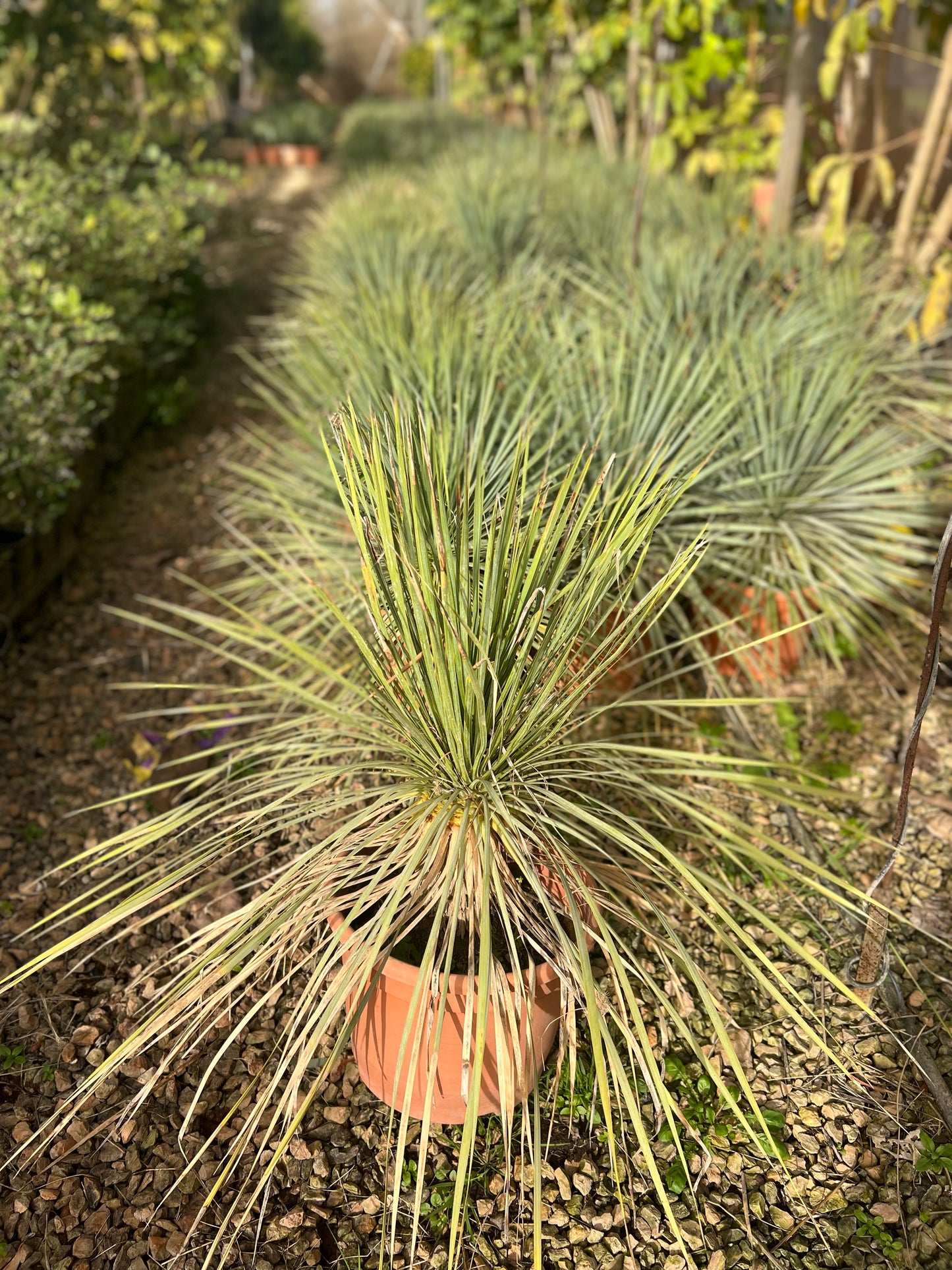 Dasylirion serratifolium (Desert Spoon / Sotol) - 35 liters