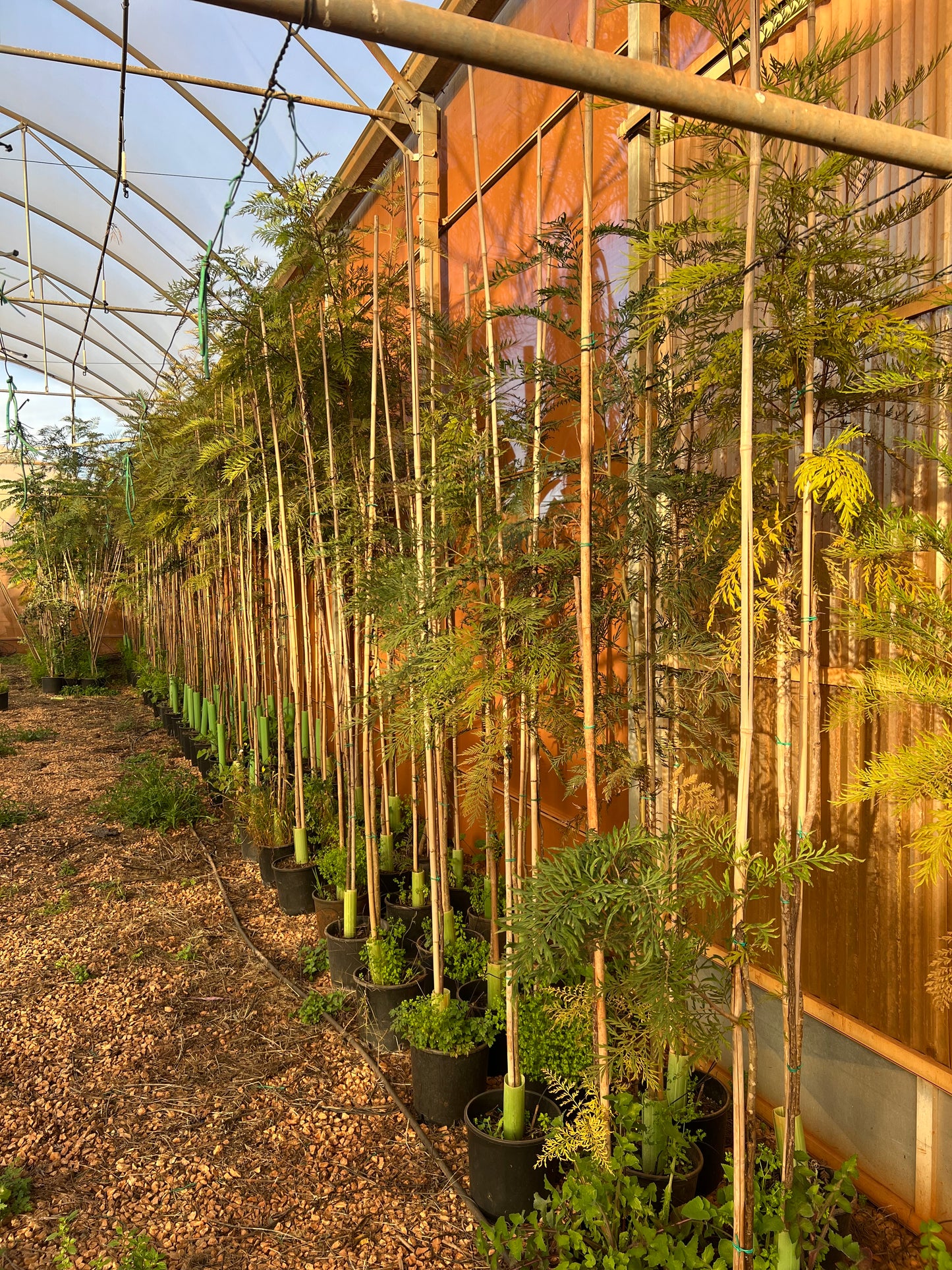 Grevillea robusta (Silky Oak/ Golden Oak) - 5 liters