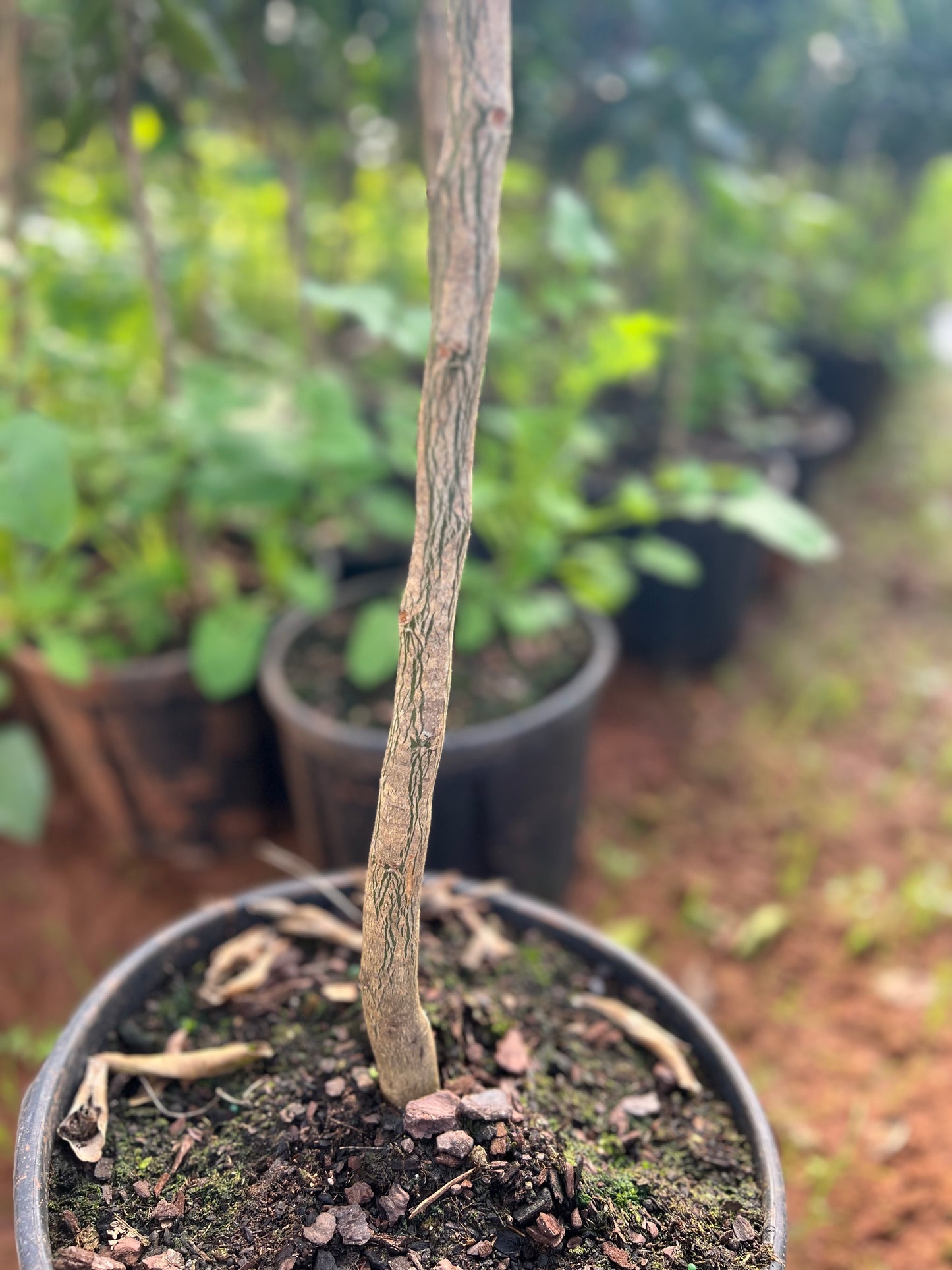 Citrus kumquat - 35 liters