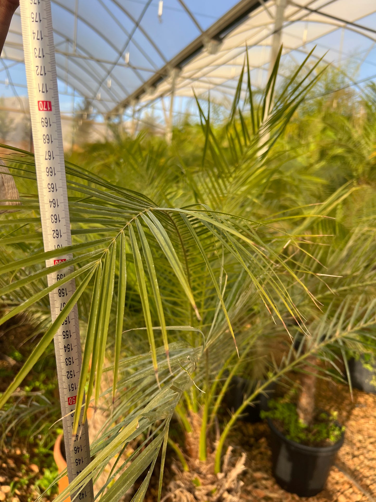 Phoenix roebeleni (Dwarf/ Pygmy date palm) - 50/60cm trunk