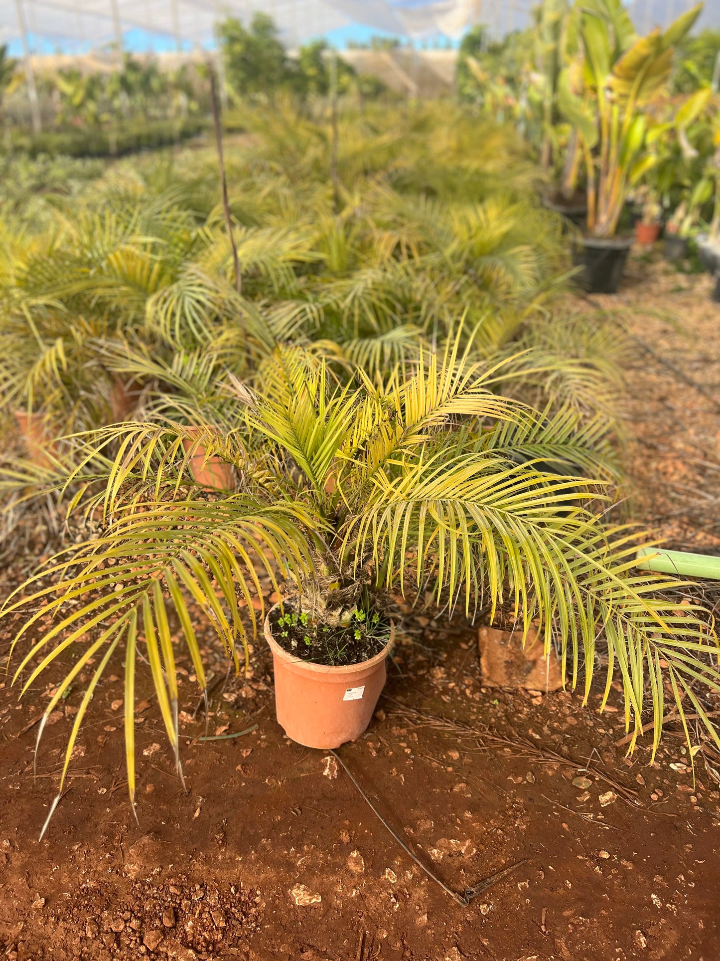 Phoenix roebeleni (Dwarf/ Pygmy date palm) - 25 liters