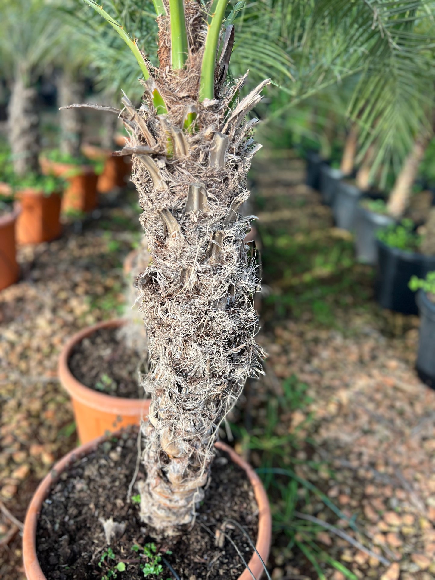 Phoenix roebeleni (Dwarf/ Pygmy date palm) - 50/60cm trunk