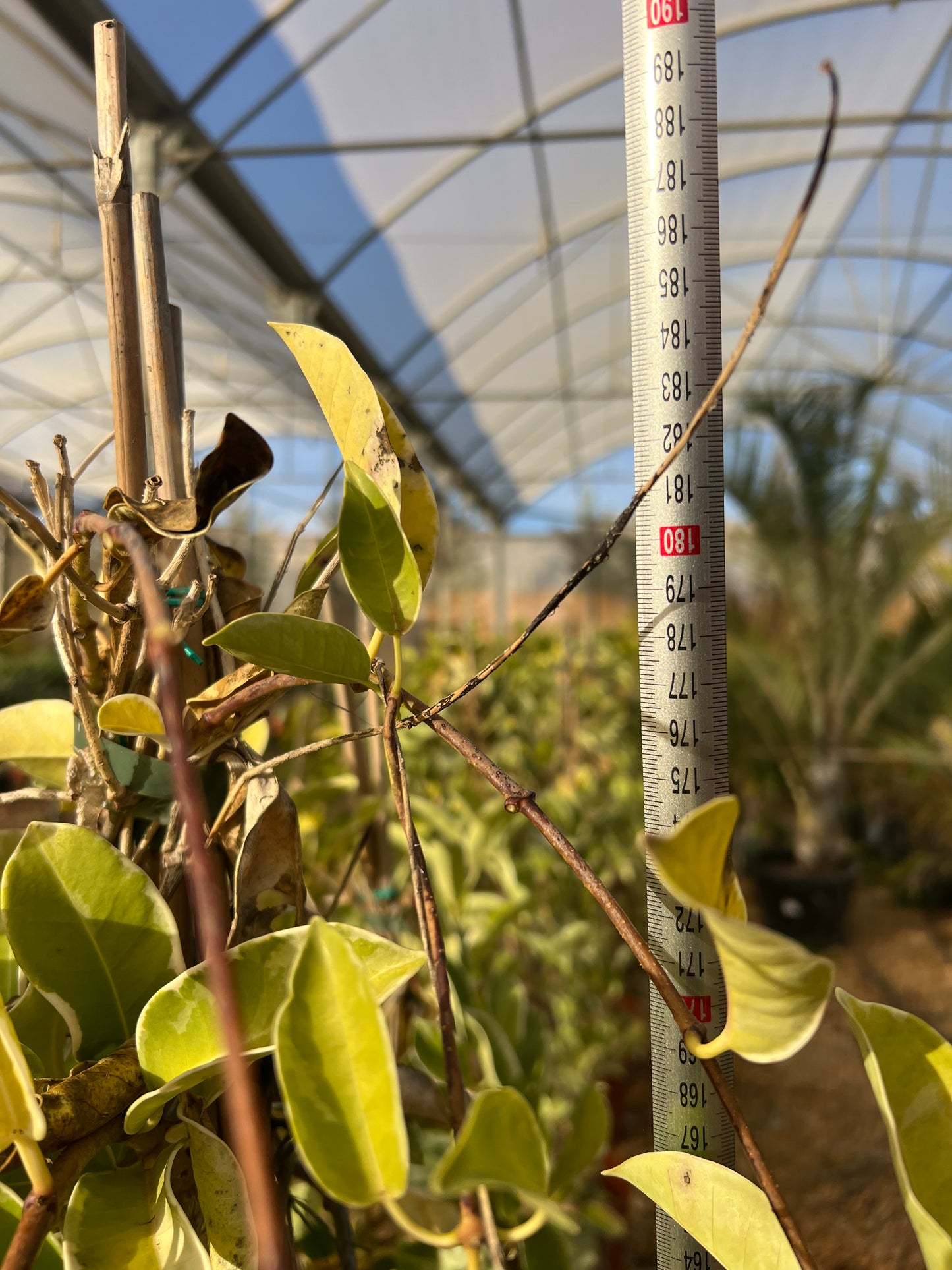 Stephanotis floribunda 'Variegata' (Variegated Jasmine) - 15 liters