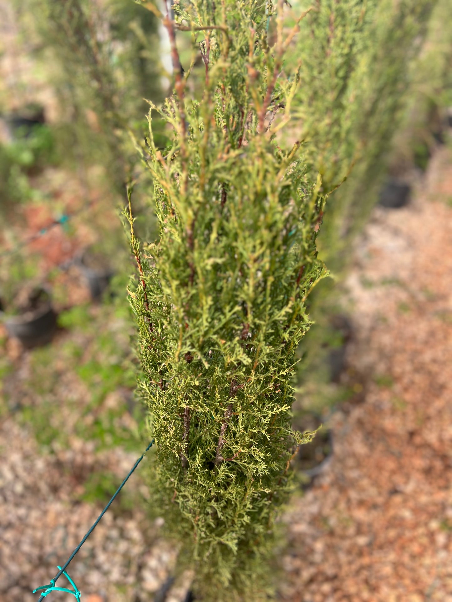 Cupressus (cypress) - 5 L 170 cm approximately