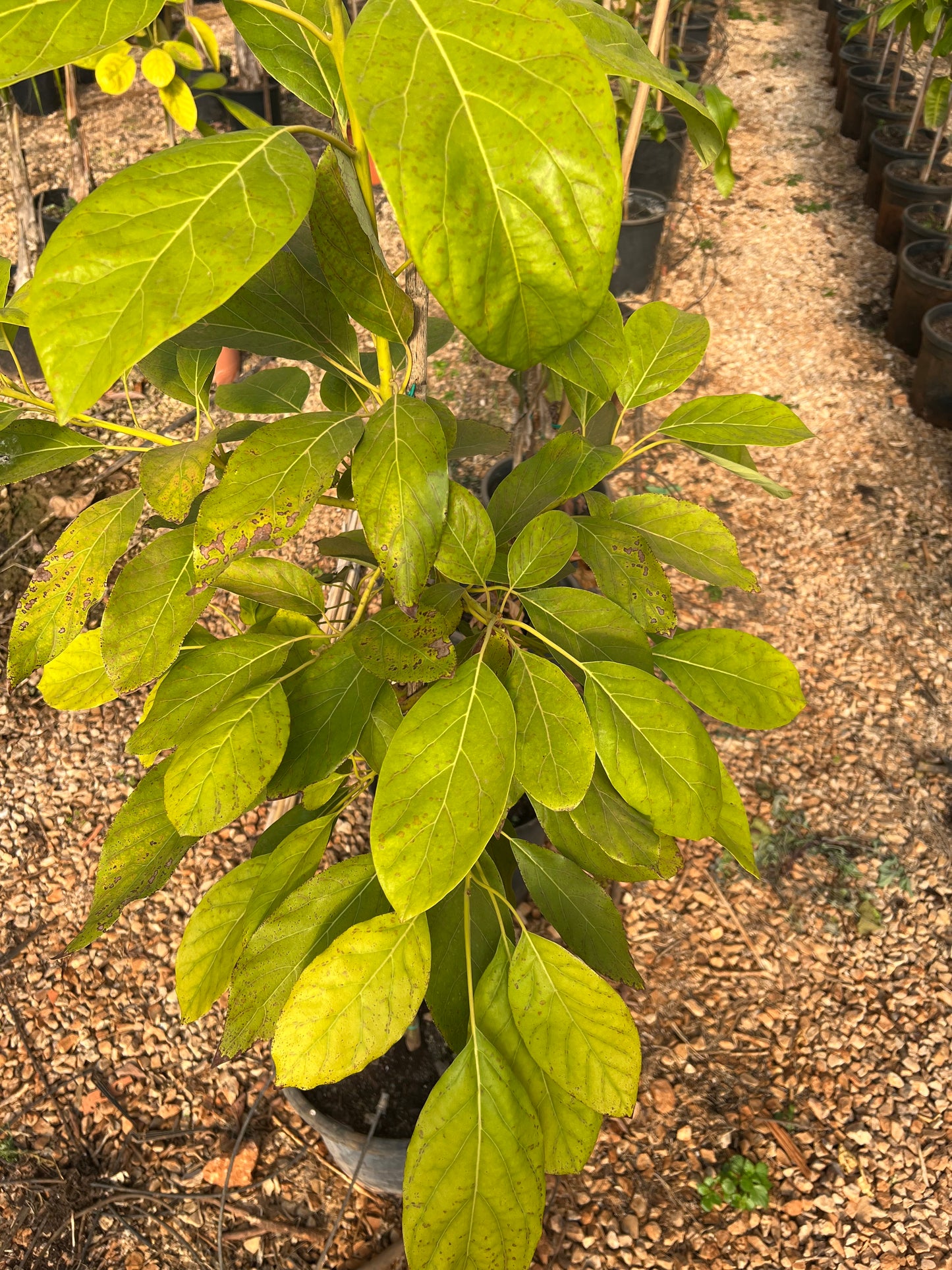 Persea gratissima (Avocado) - 18.5 liters