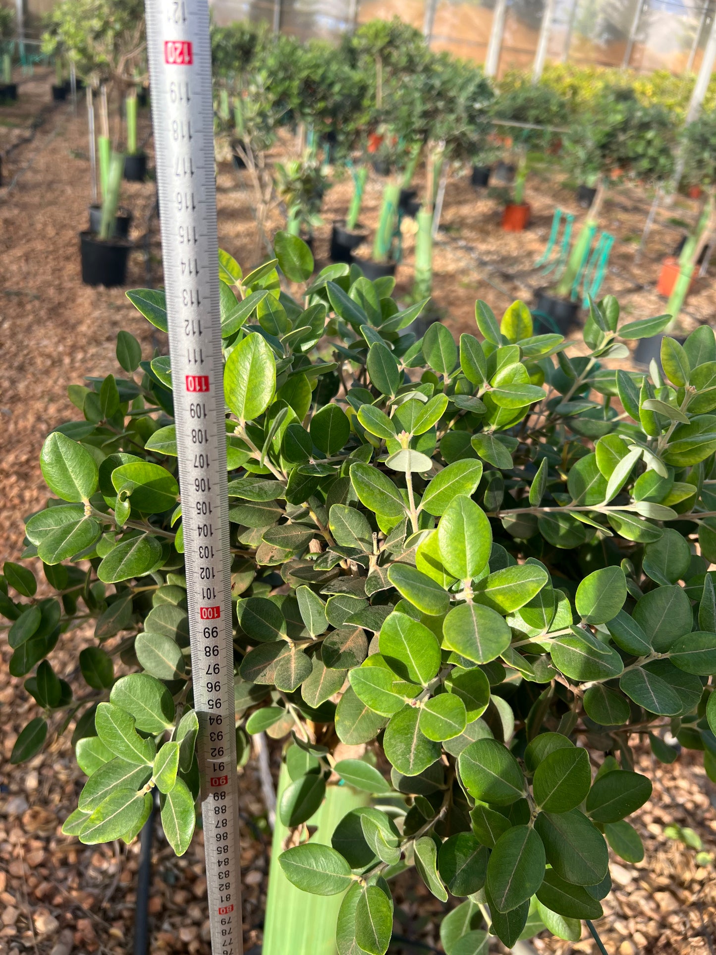 Metrosideros excelsa (New Zealand Christmas Tree) - 9 liters