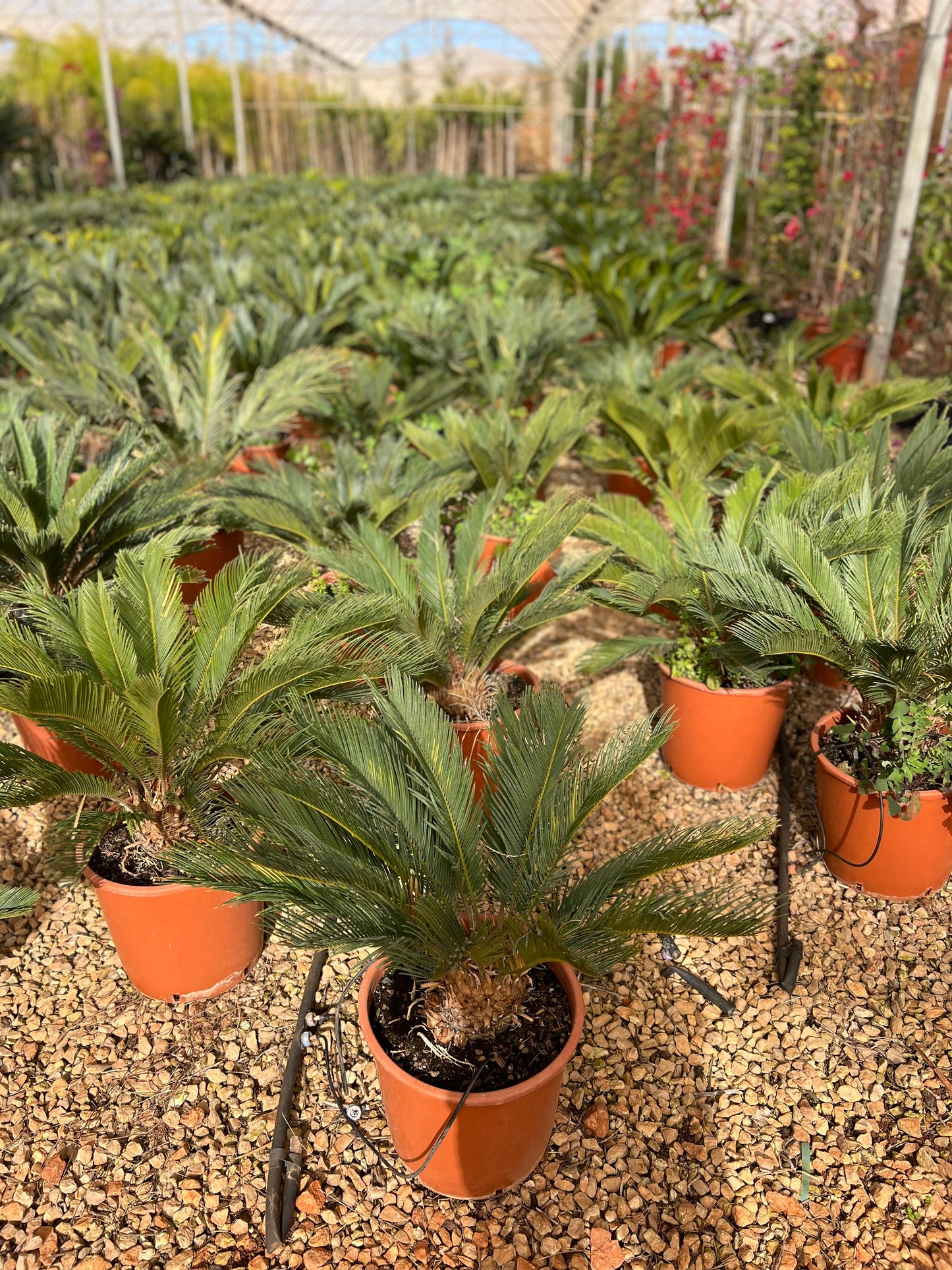 Cycas Revoluta (Sago Palm) - 18,5 liters