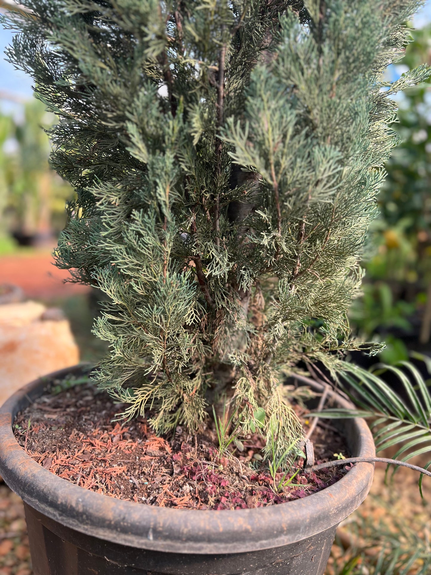 Cupressus sempervirens 'Pyramidalis' (Italian Cypress) - 300/350 cm