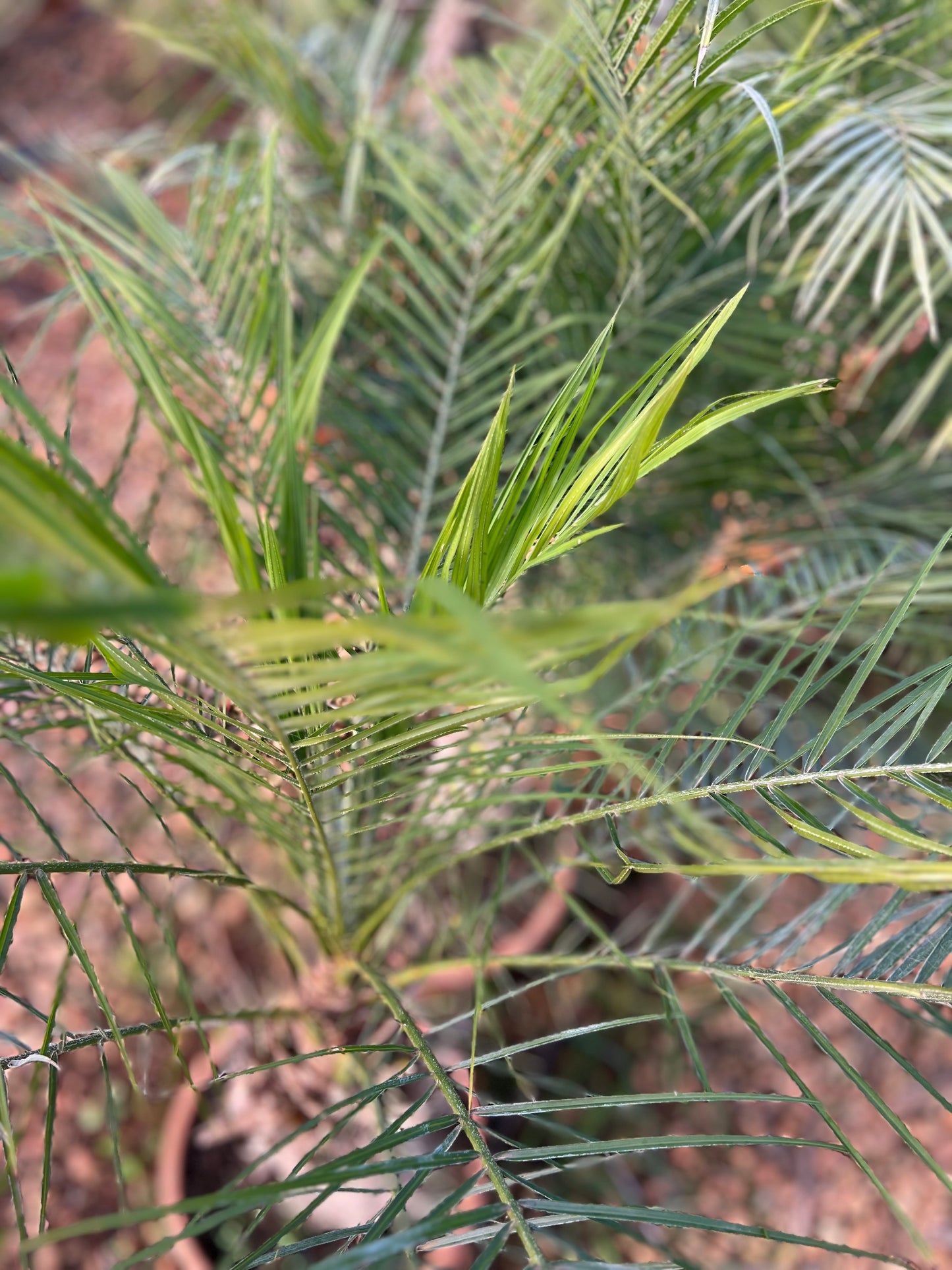 Phoenix roebeleni (Dwarf/ Pygmy date palm) - 50/60cm trunk