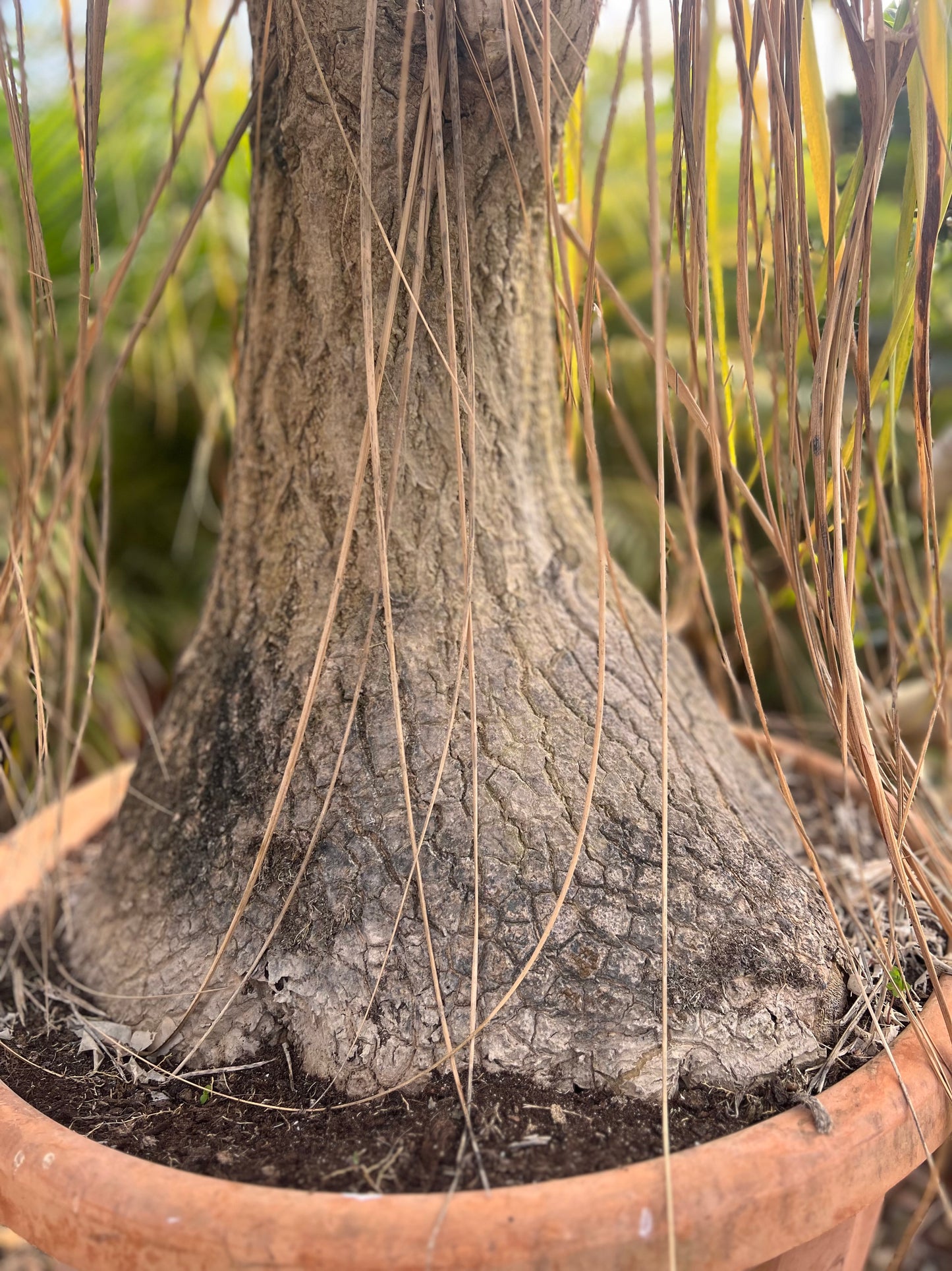 Beaucarnea recurvata (Elephant's Foot/ Ponytail Palm) - 35 liters