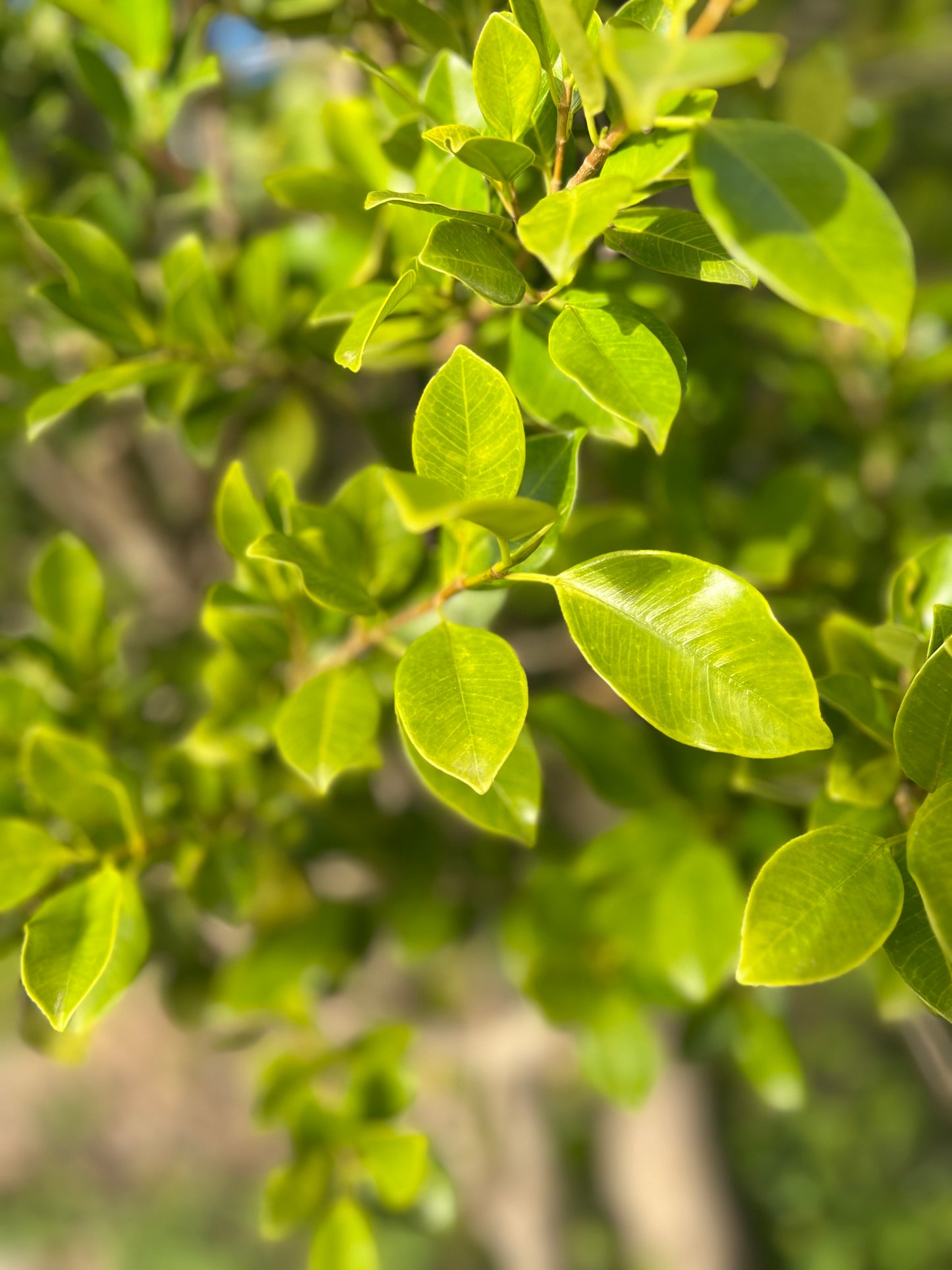 Ficus benjamina (Benjamin / weeping Fig) - 50 liters