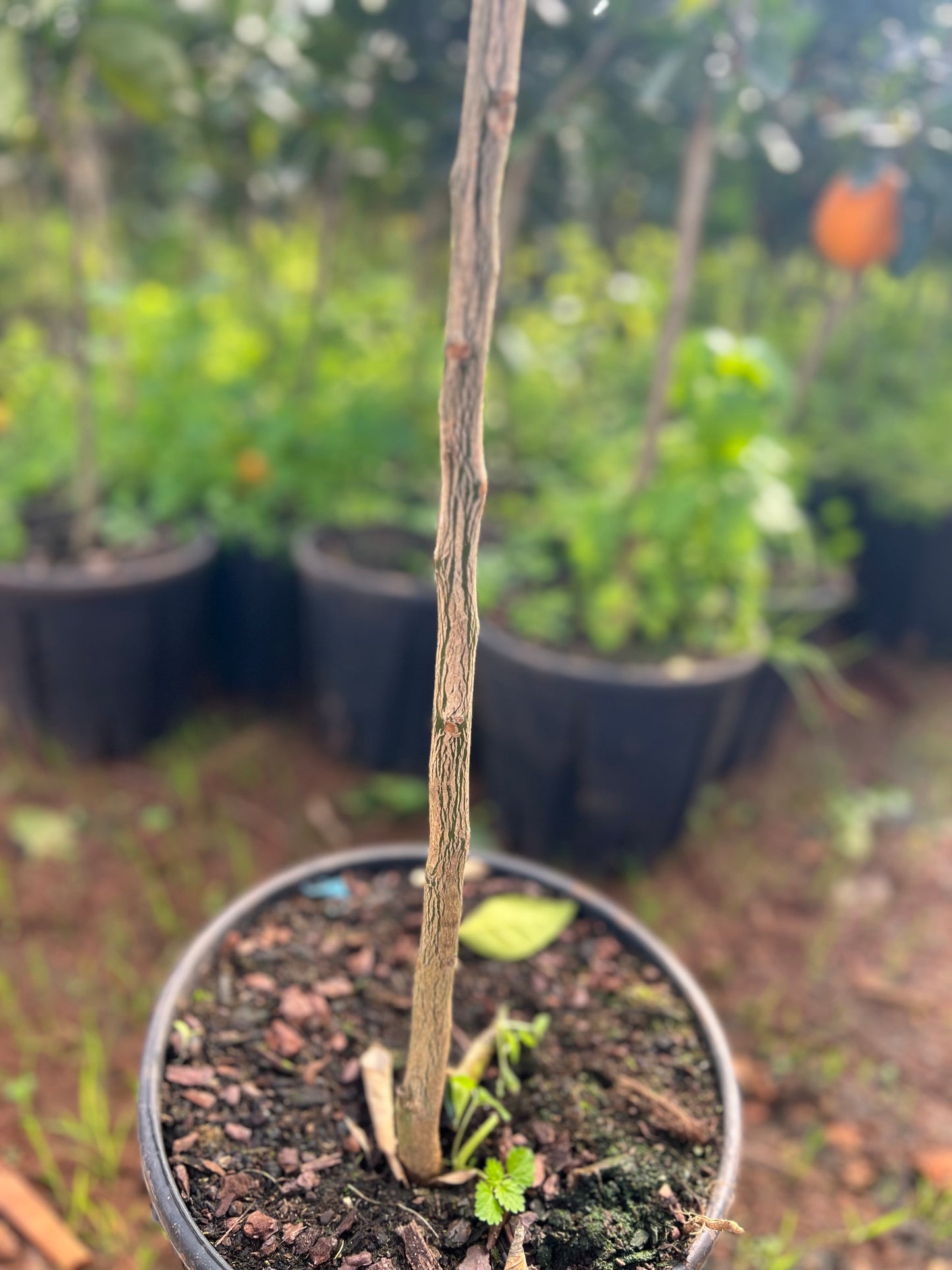 Citrus sinensis (Newhall navel orange) - 35 liters