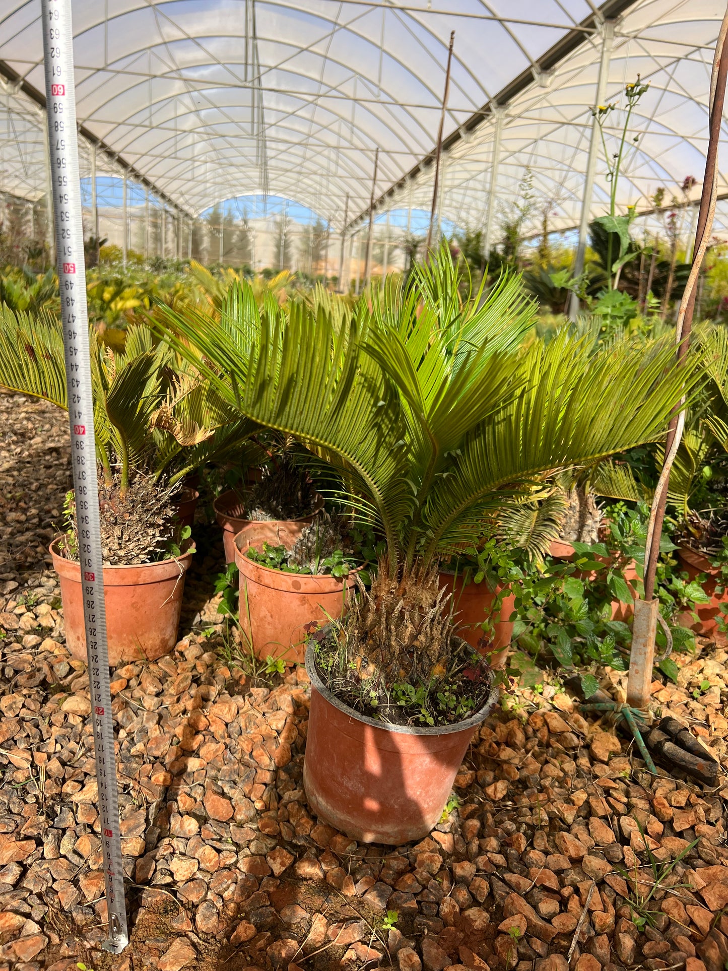 Cycas Revoluta (Sago Palm) - 3 liters.