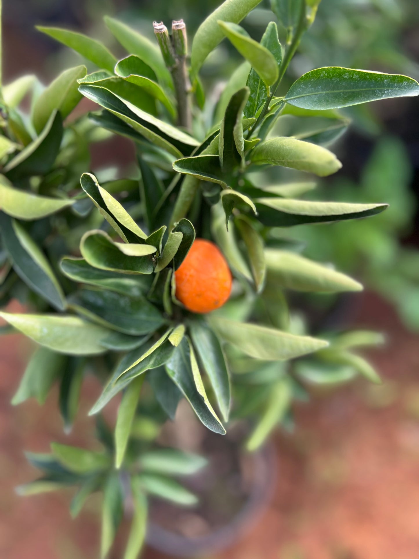 Citrus kumquat - 35 liters