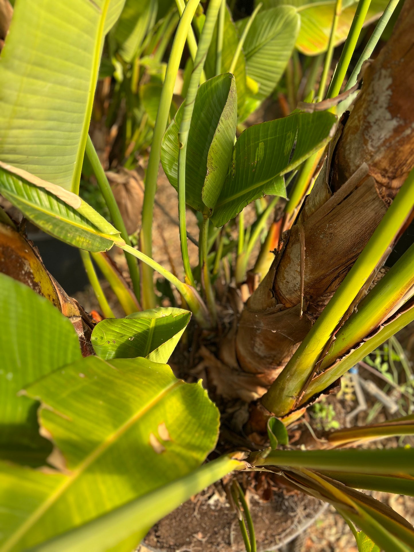 Strelitzia nicolai (White Bird of Paradise) - 300/350 cm