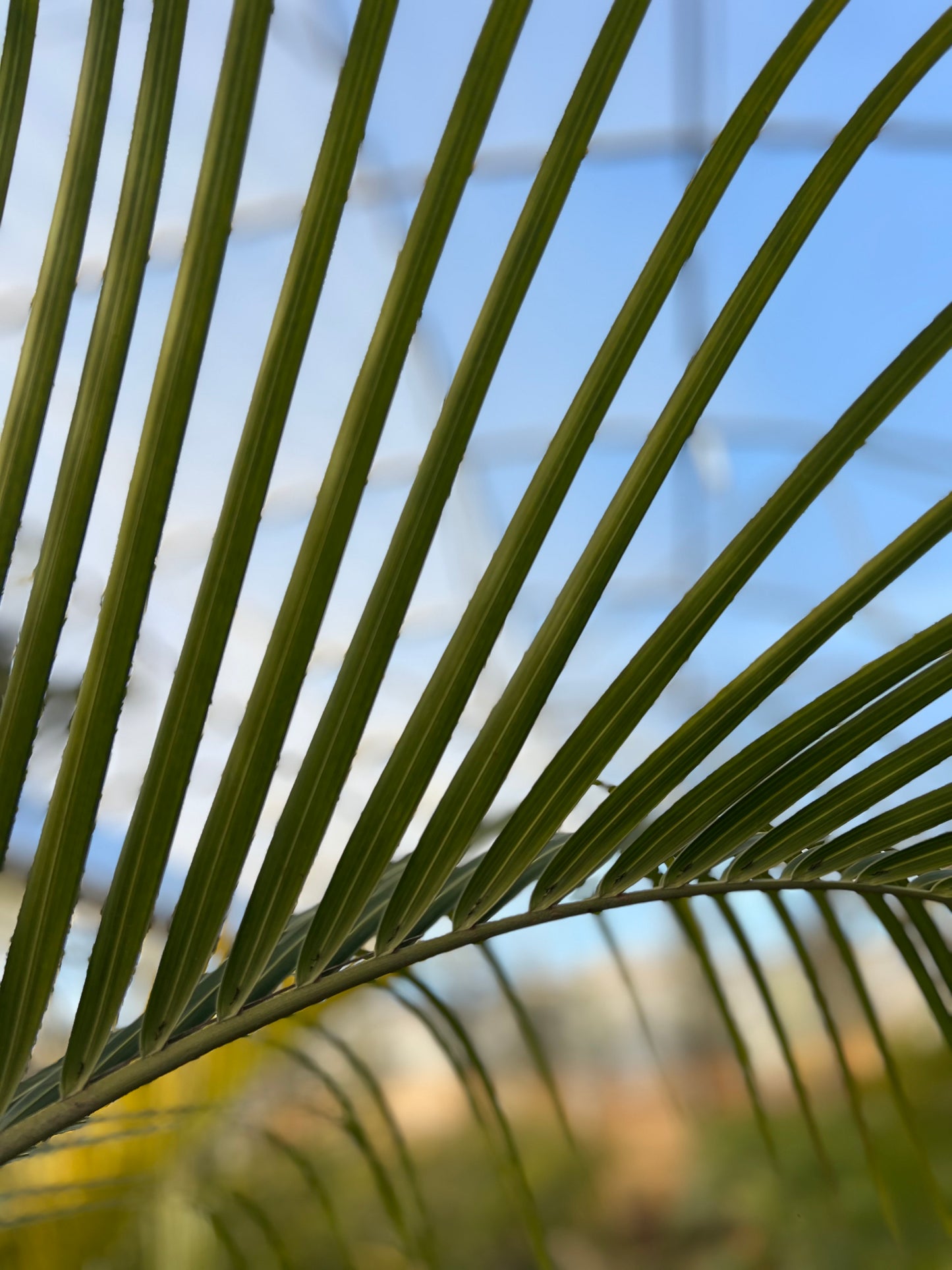 Dypsis decaryi (Triangle palm) - 35 Liters - 2m approximate height