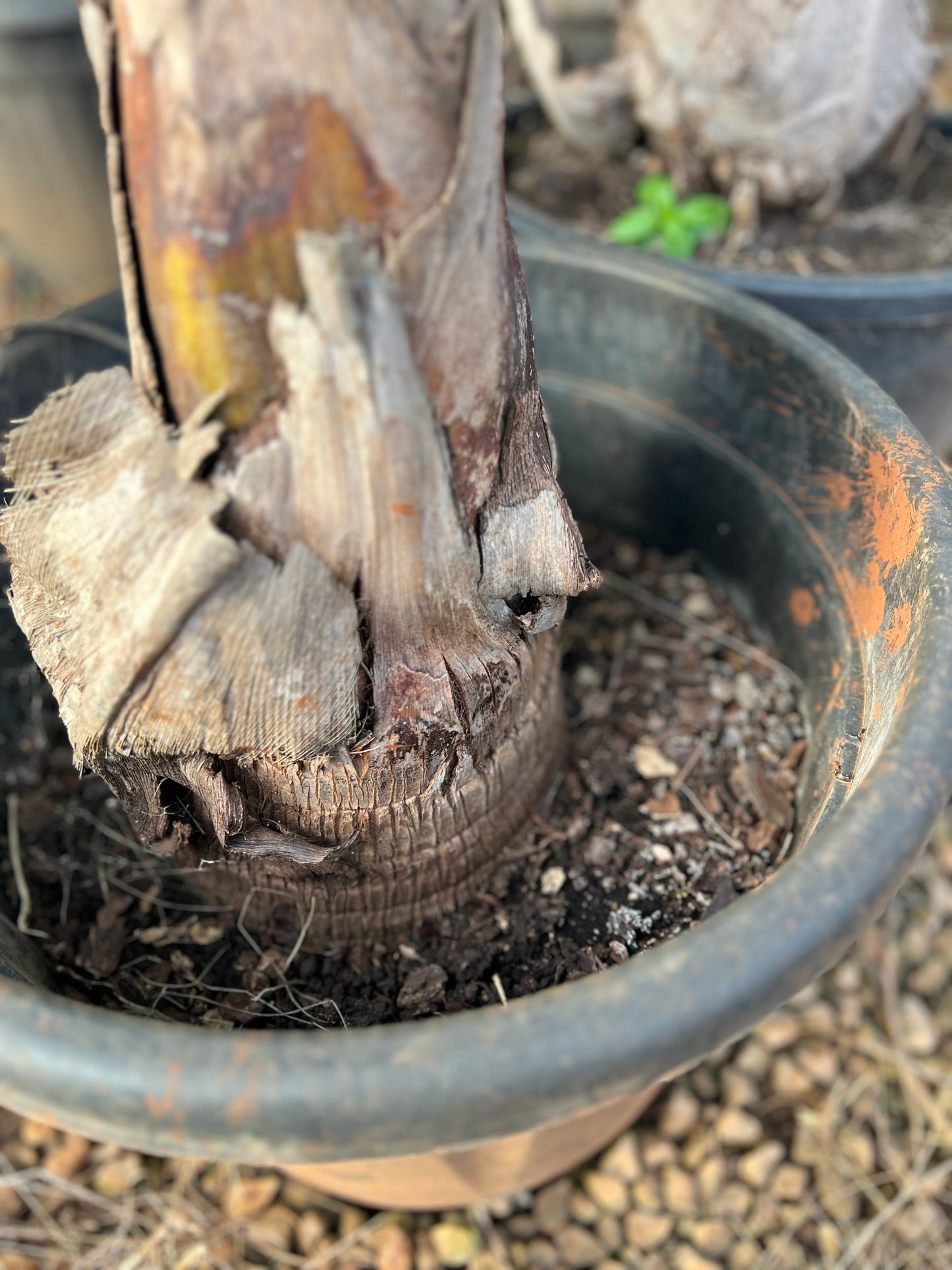 Cocos nucifera (Plumed coconut/ Feather palm) - 35L 2.5 m approximately