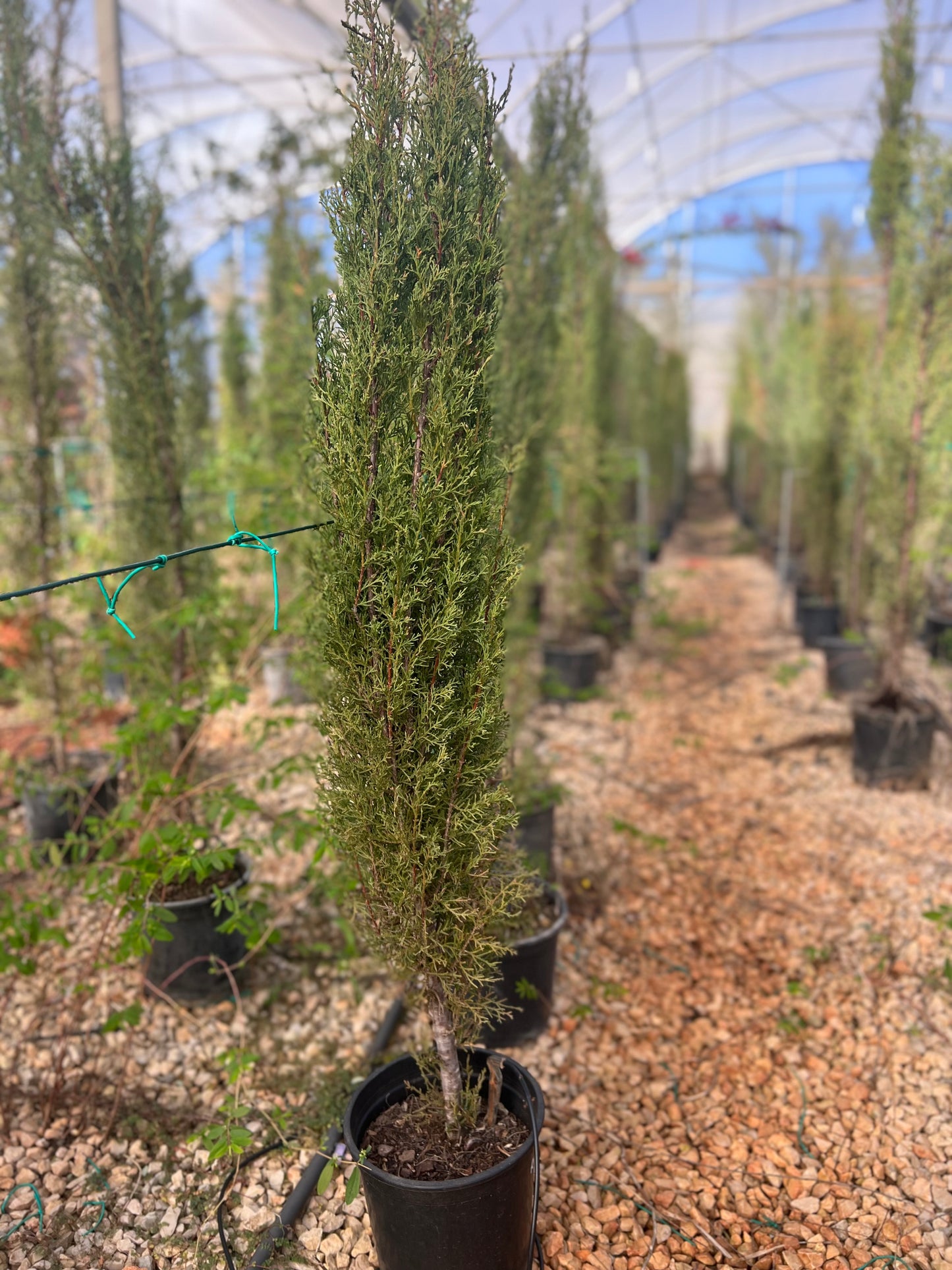 Cupressus (cypress) - 5 L 170 cm approximately