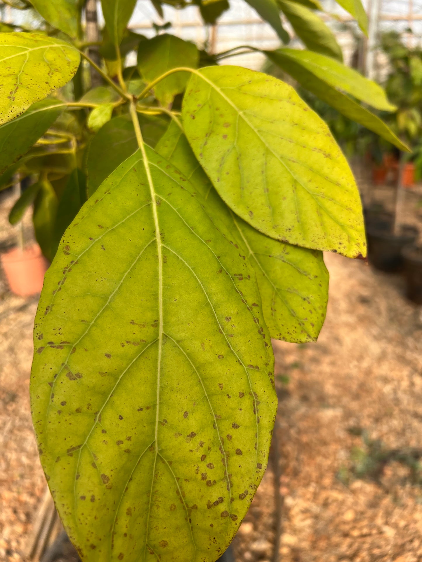 Persea gratissima (Avocado) - 18.5 liters