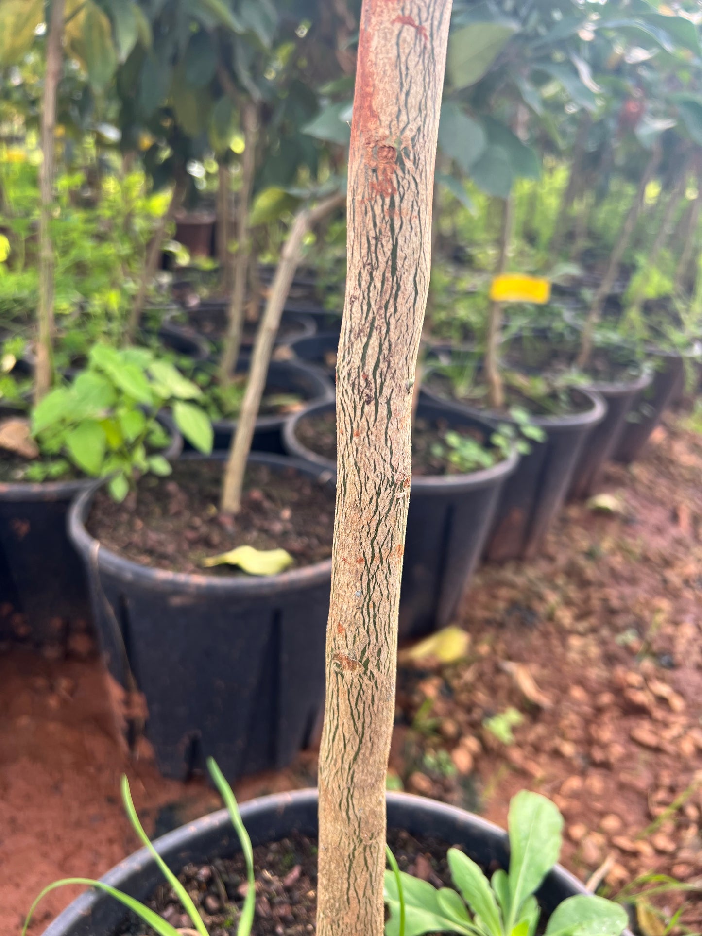 Citrus limon (Eureka lemon) - 18.5 liters