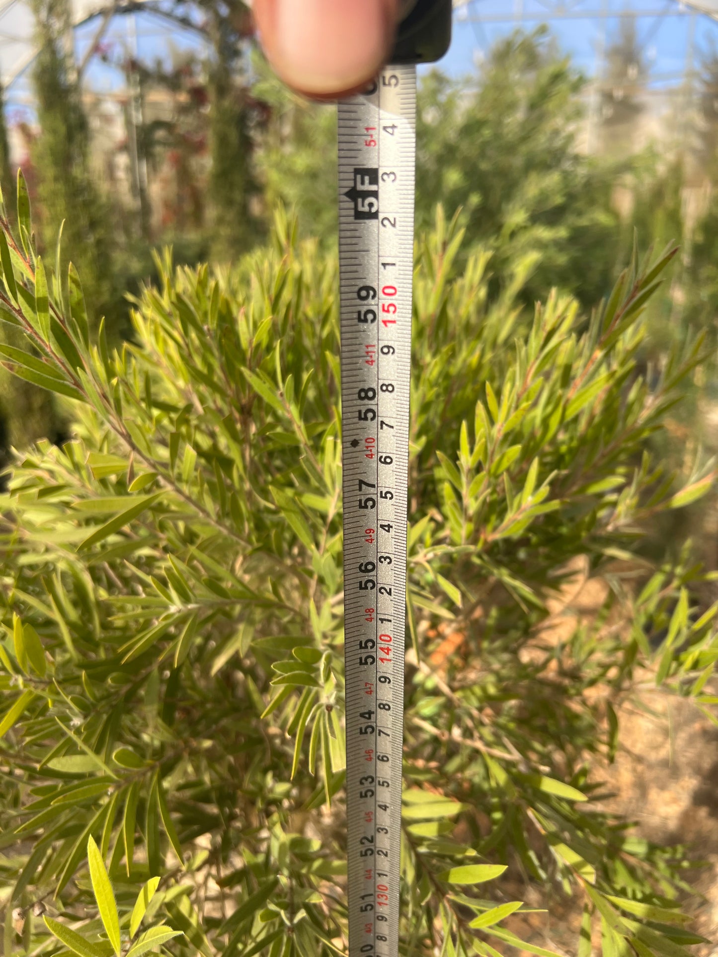 Callistemon laevis (smooth bottlebrush) - 10 liters