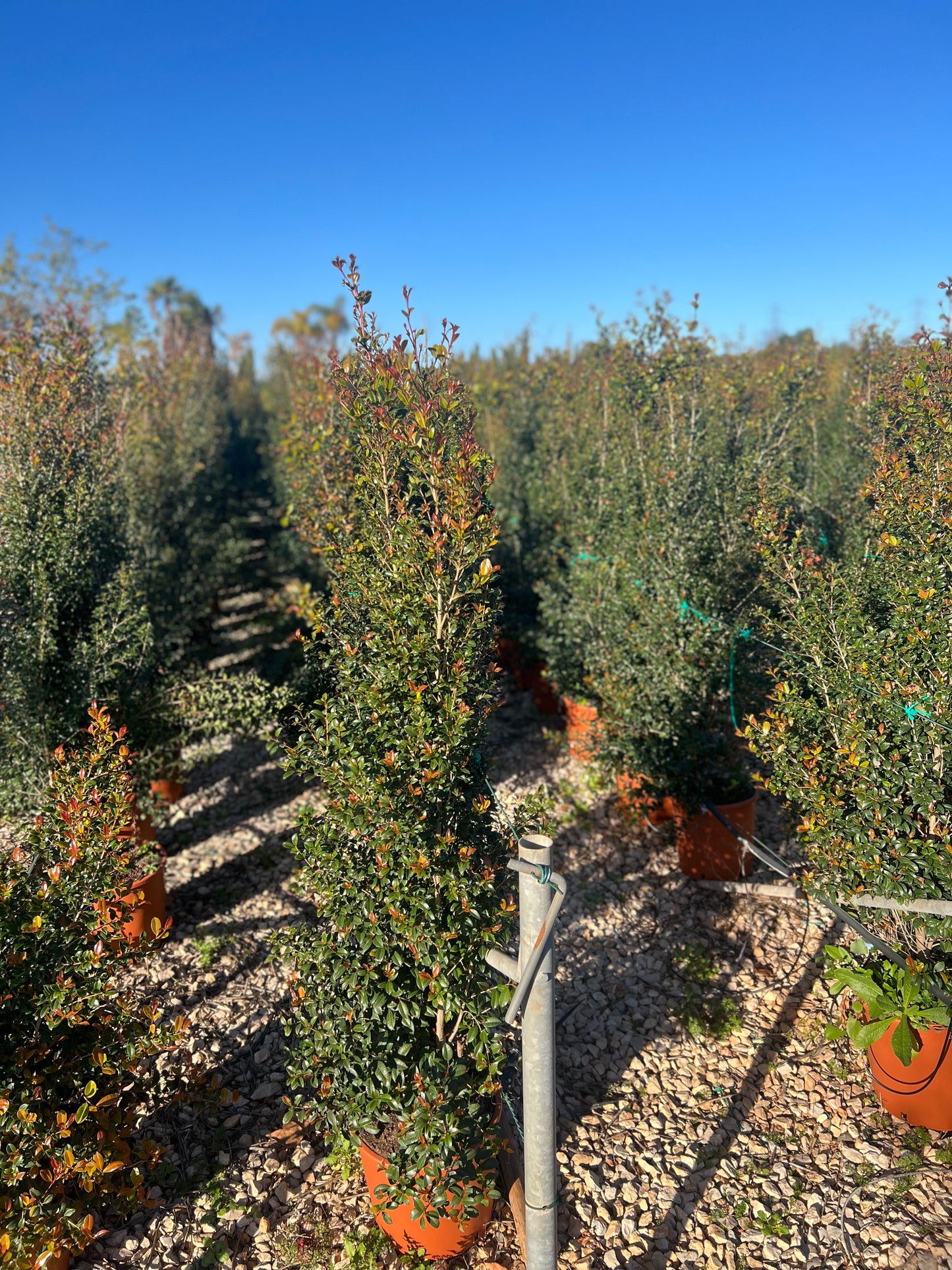 Eugenia myrtifolia (Bush Cherry/ Myrtle-leafed) - 160 cm
