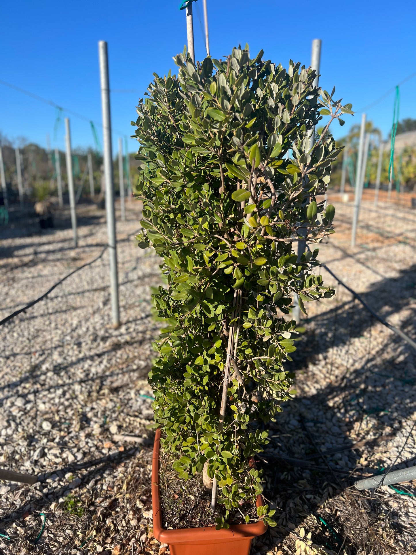 Metrosideros excelsa floreira (New Zealand Christmas Tree) - 35 liters