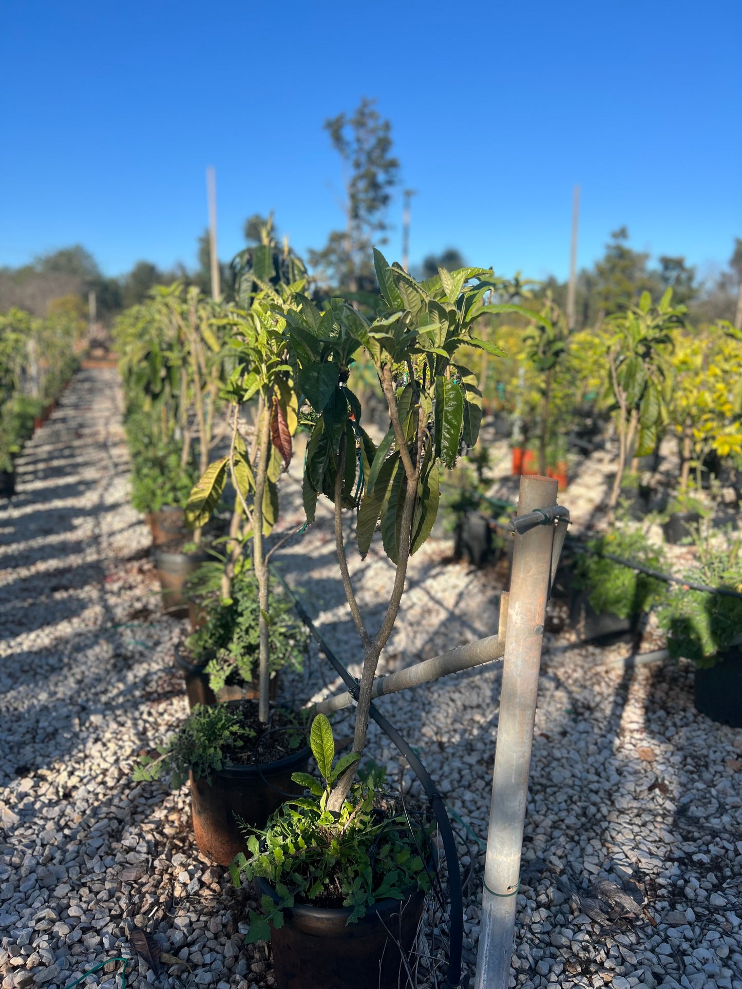 Eriobotrya japonica (Loquat/ Japanese medlar)