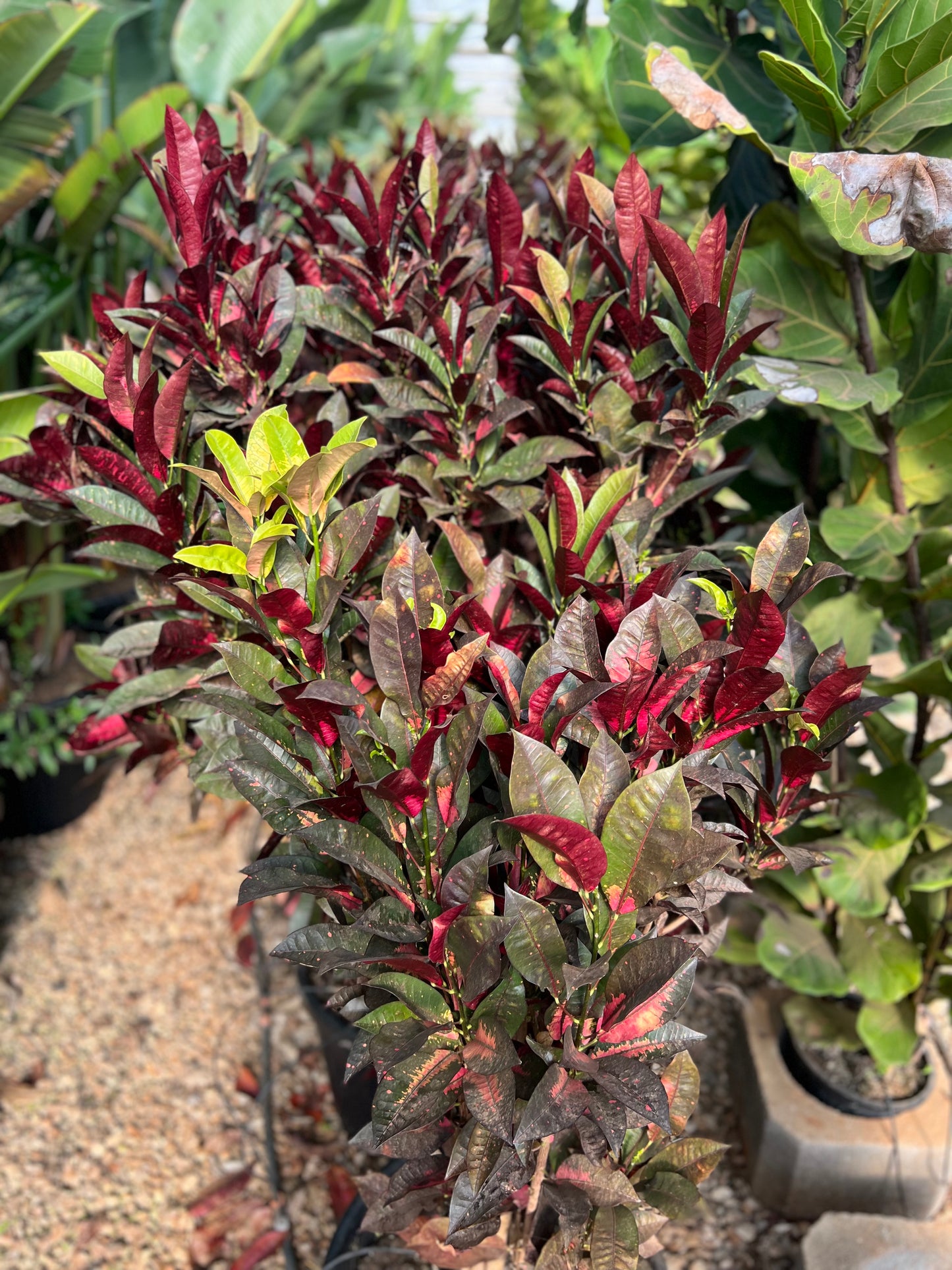 Codiaeum variegatum (Croton) - 35 liters