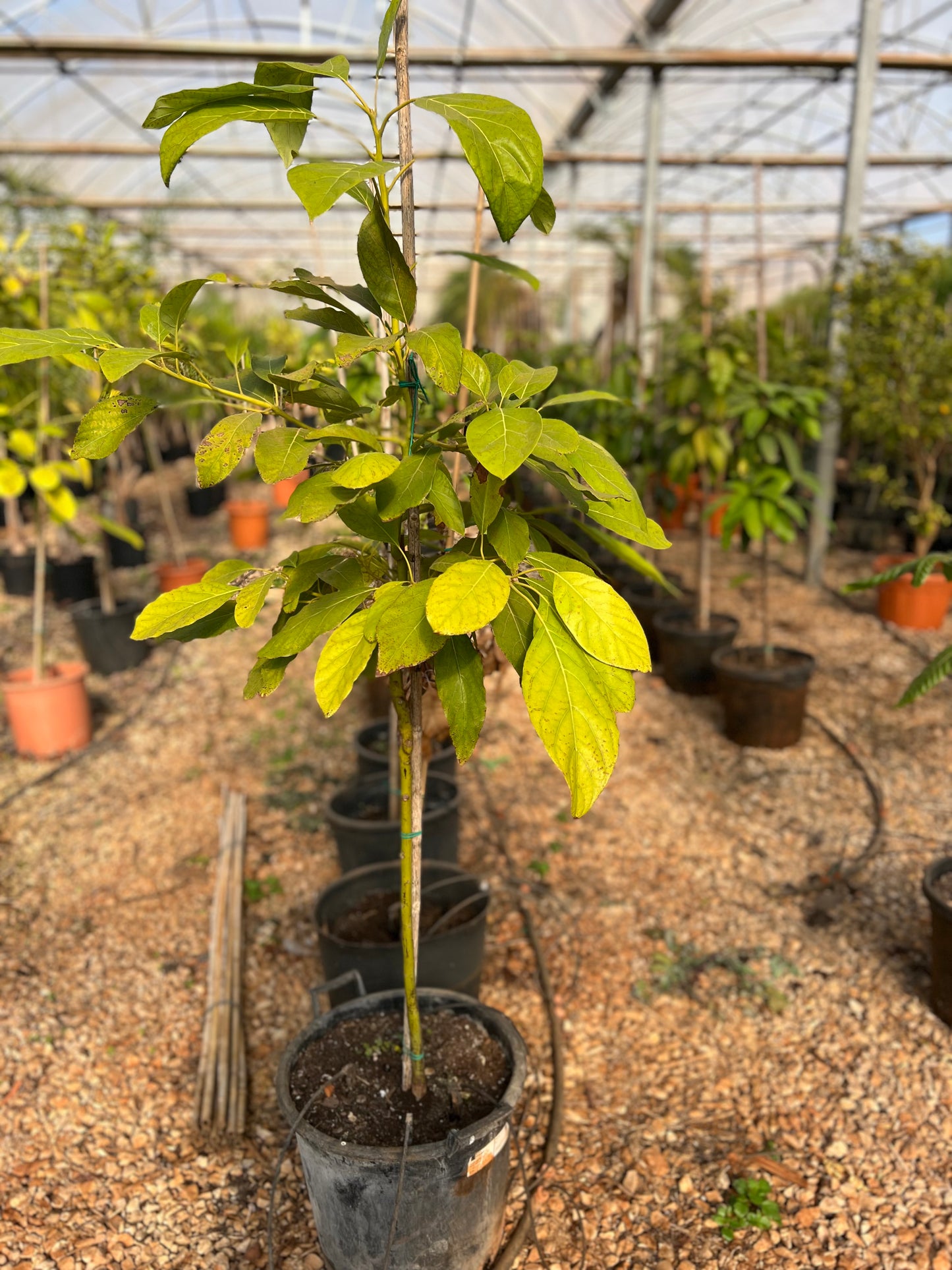 Persea gratissima (Avocado) - 18.5 liters