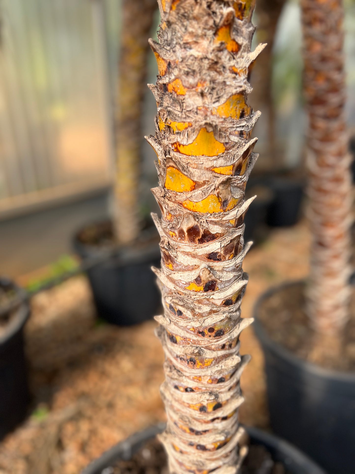 Phoenix roebeleni (Dwarf/ Pygmy date palm) - 130 cm trunk