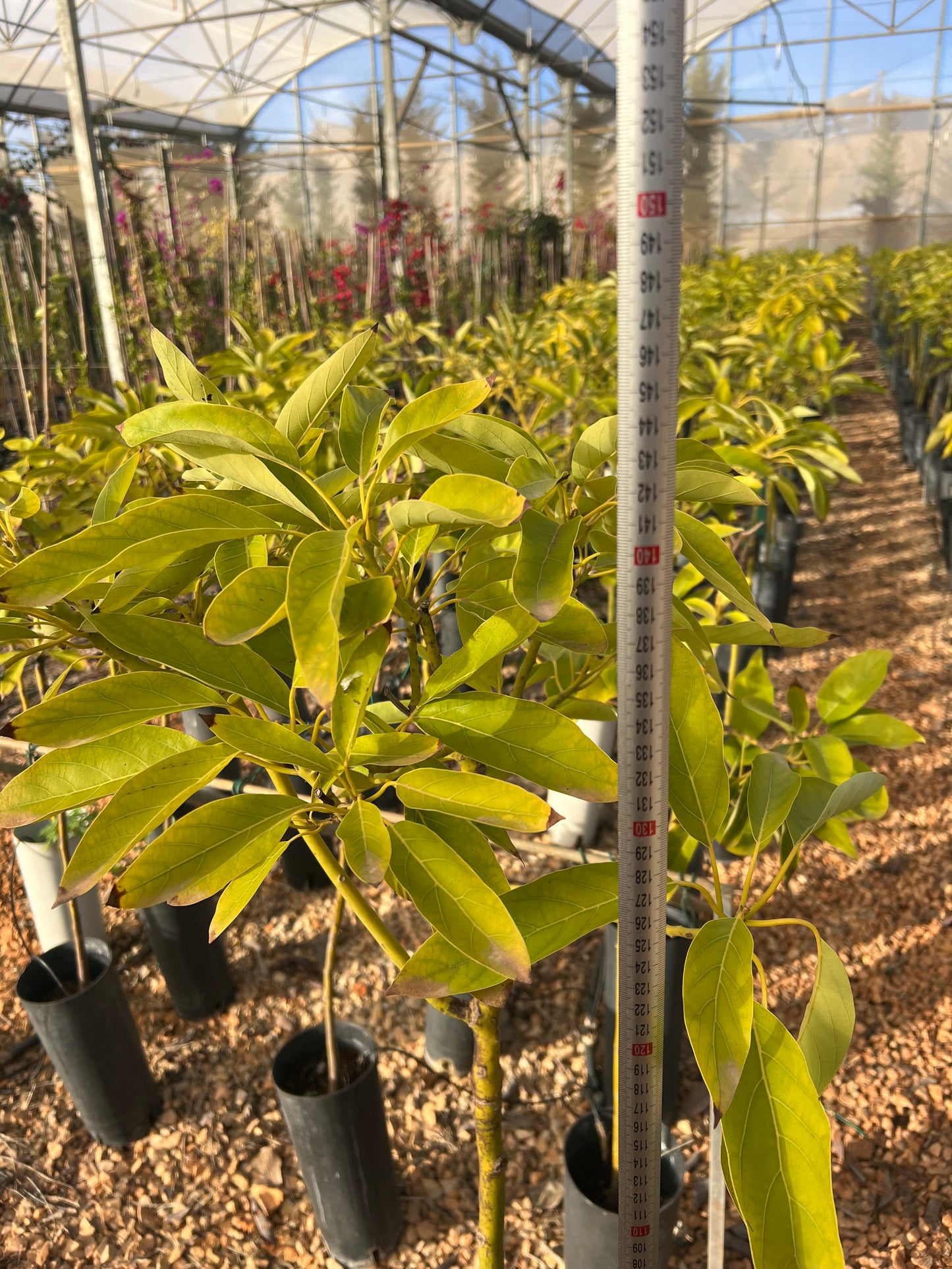 Persea gratissima (Avocado) - 5 L