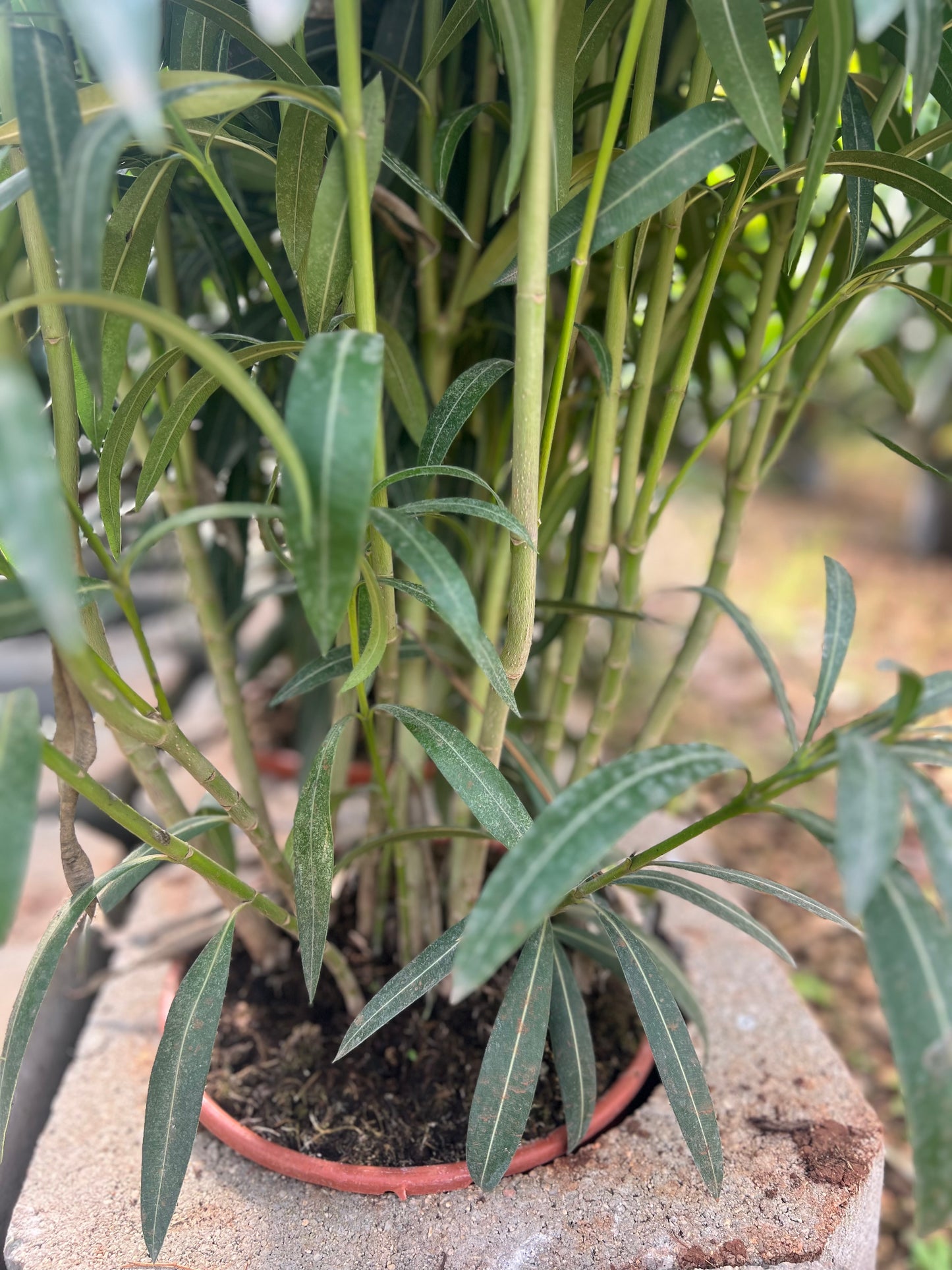 Nerium oleander white - 110/120 cm / 9 liters