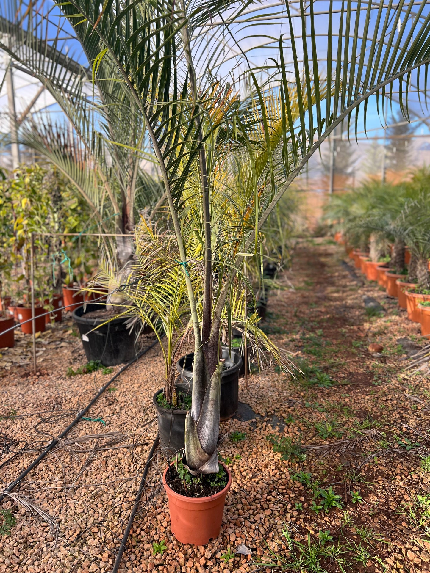 Dypsis decaryi (Triangle palm) - 35 Liters - 2m approximate height