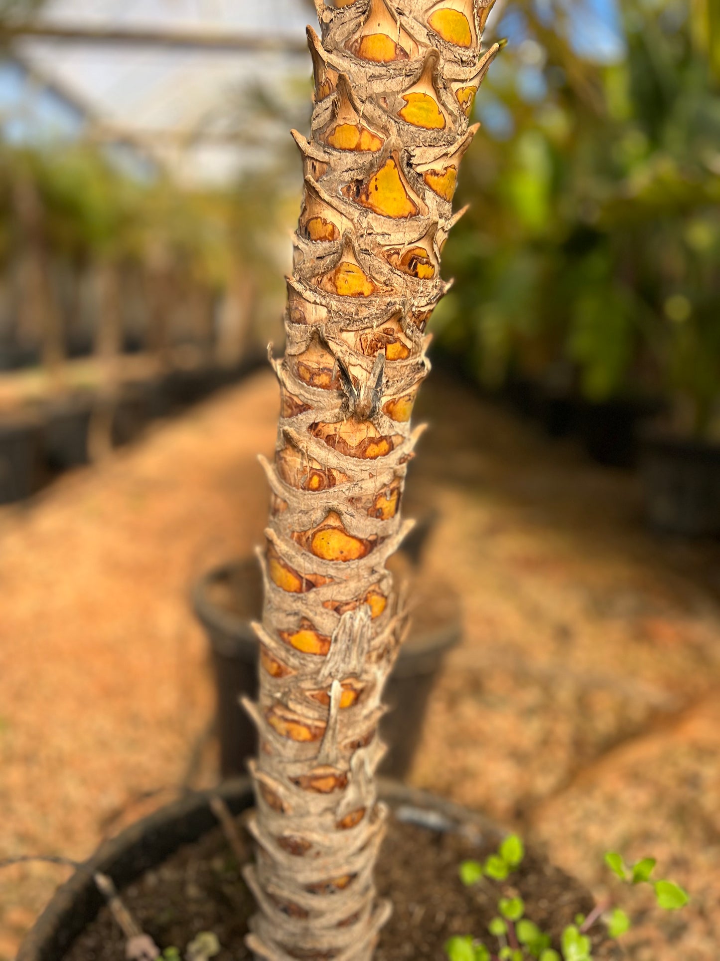 Phoenix roebeleni (Dwarf/ Pygmy date palm) - 110 cm trunk