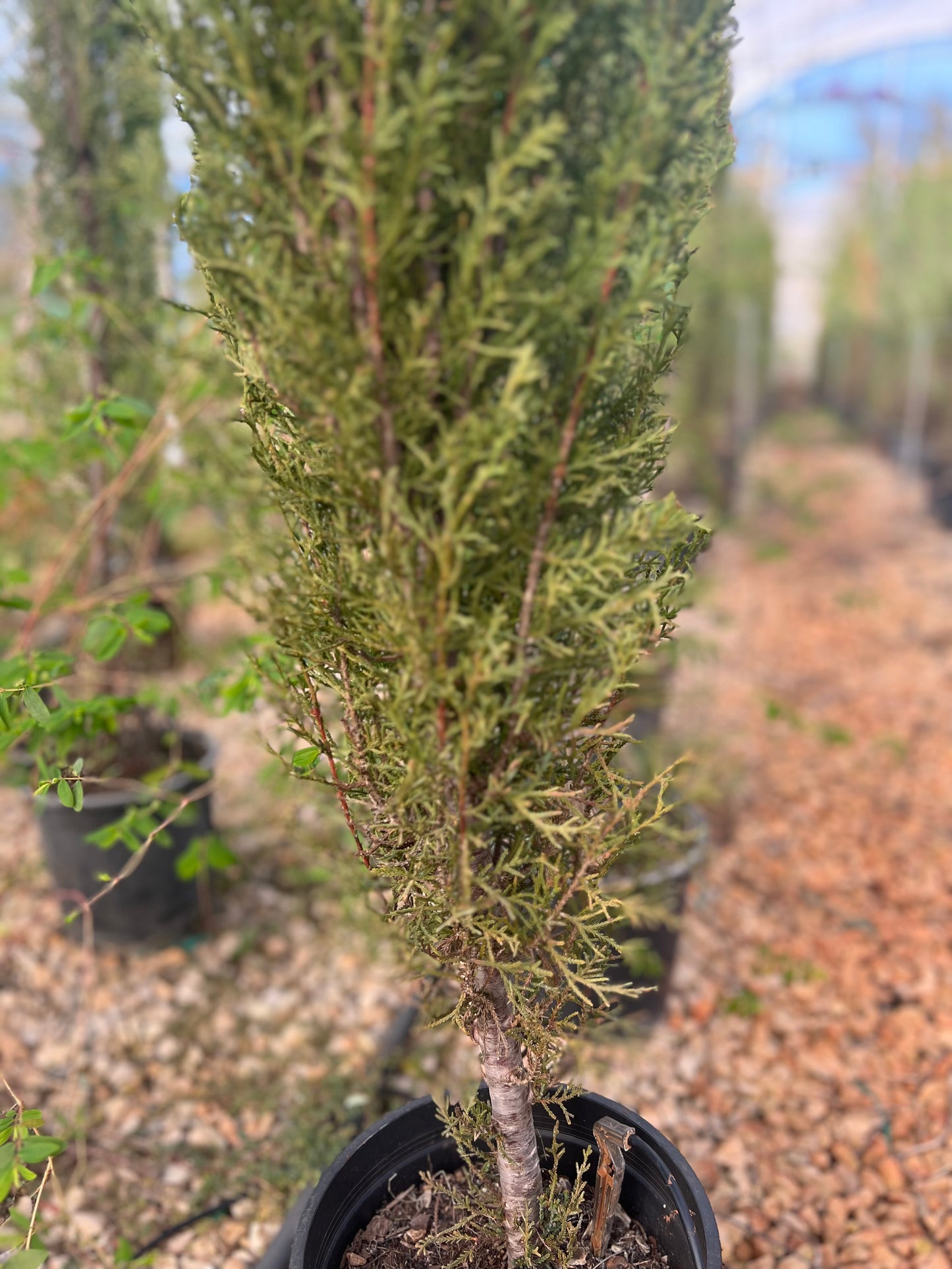 Cupressus (cypress) - 5 L 170 cm approximately