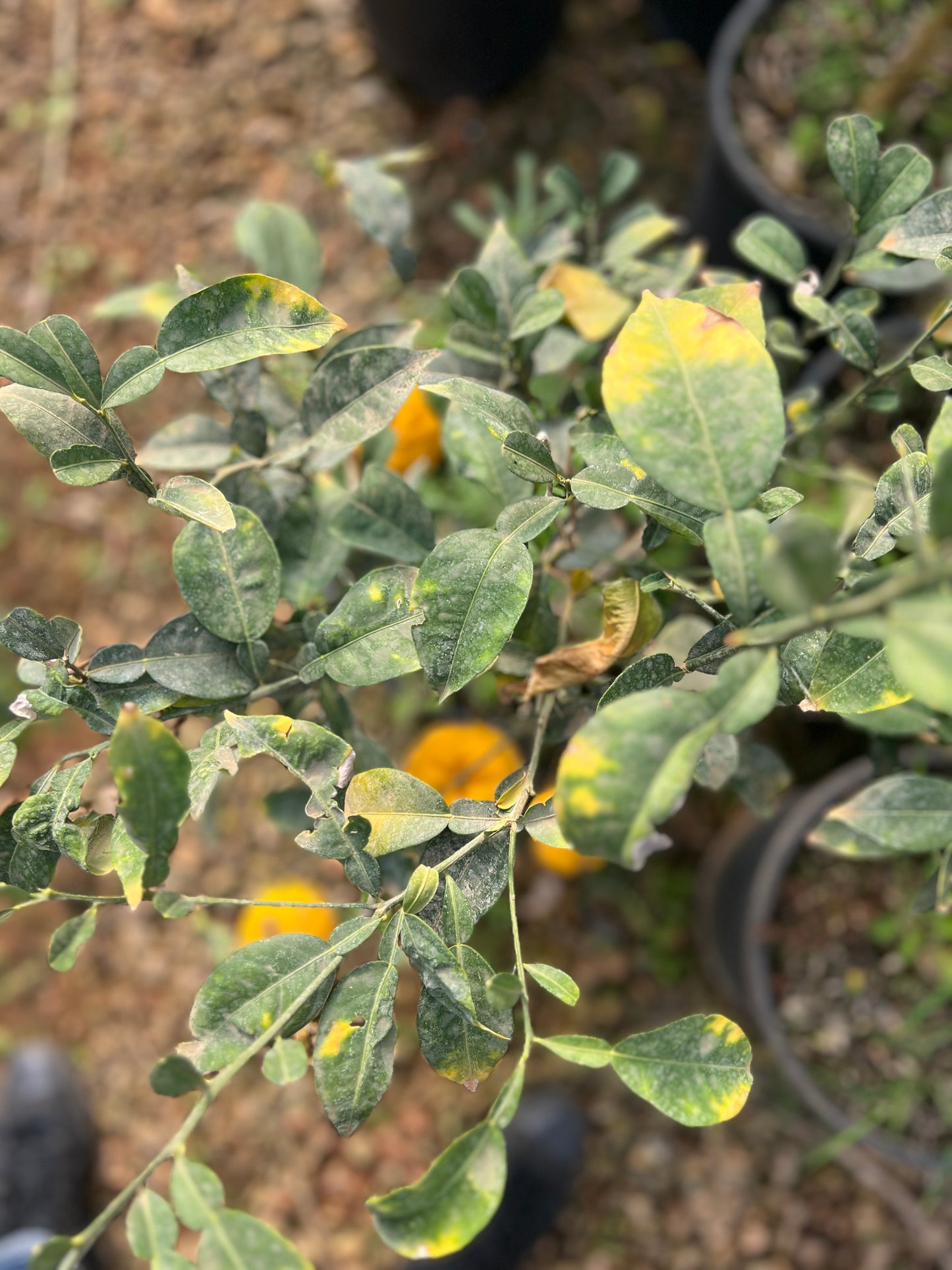 Citrus junos (yuzu) - 18.5 liters