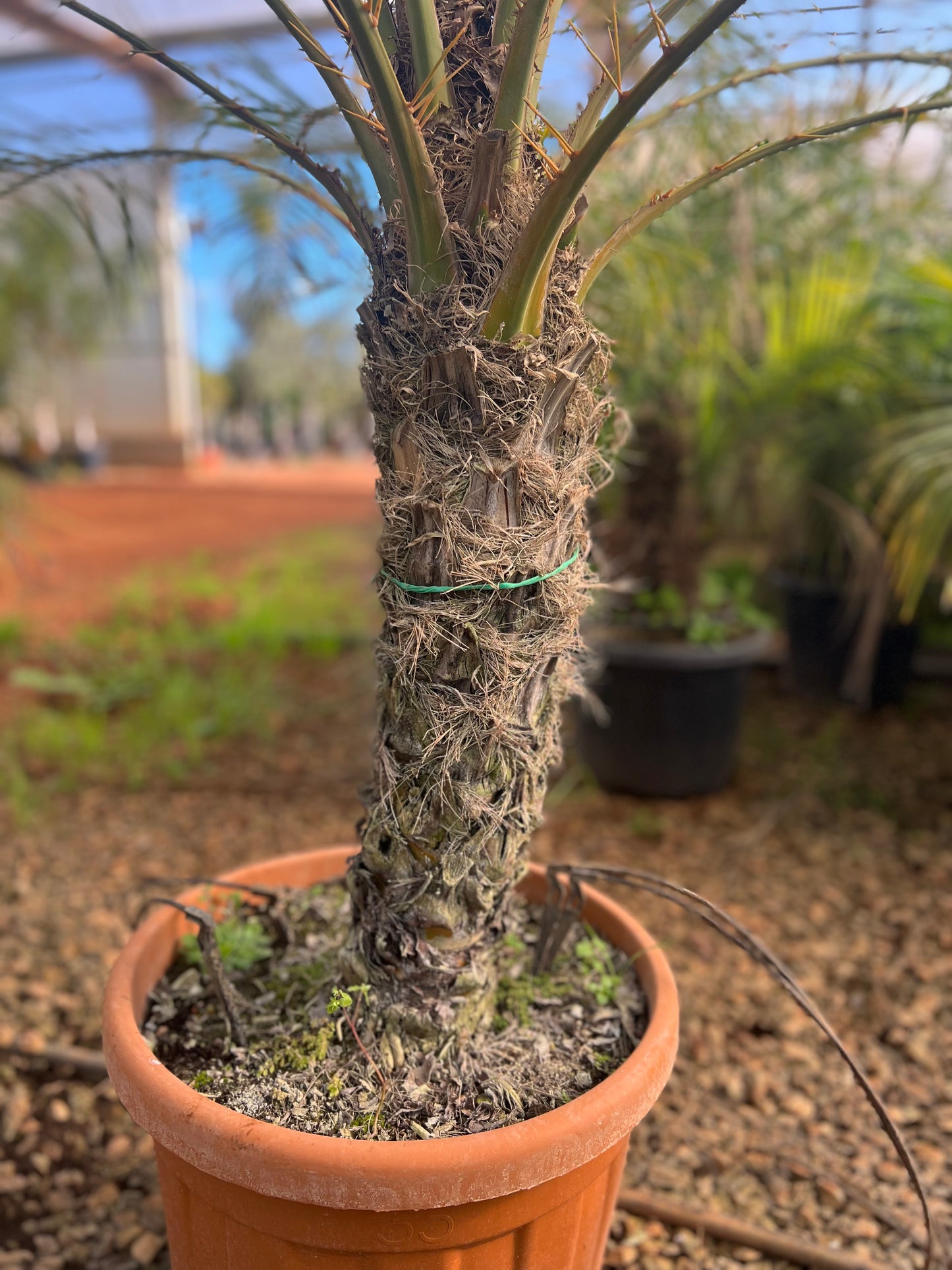 Phoenix roebeleni (Dwarf/ Pygmy date palm) - 100 cm trunk
