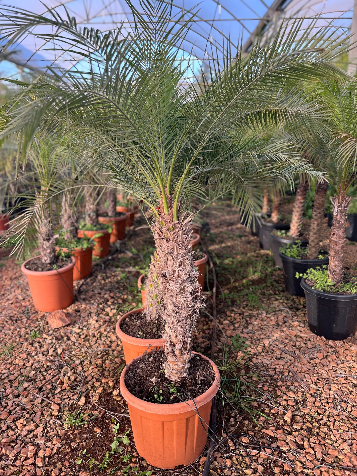 Phoenix roebeleni (Dwarf/ Pygmy date palm) - 50/60cm trunk