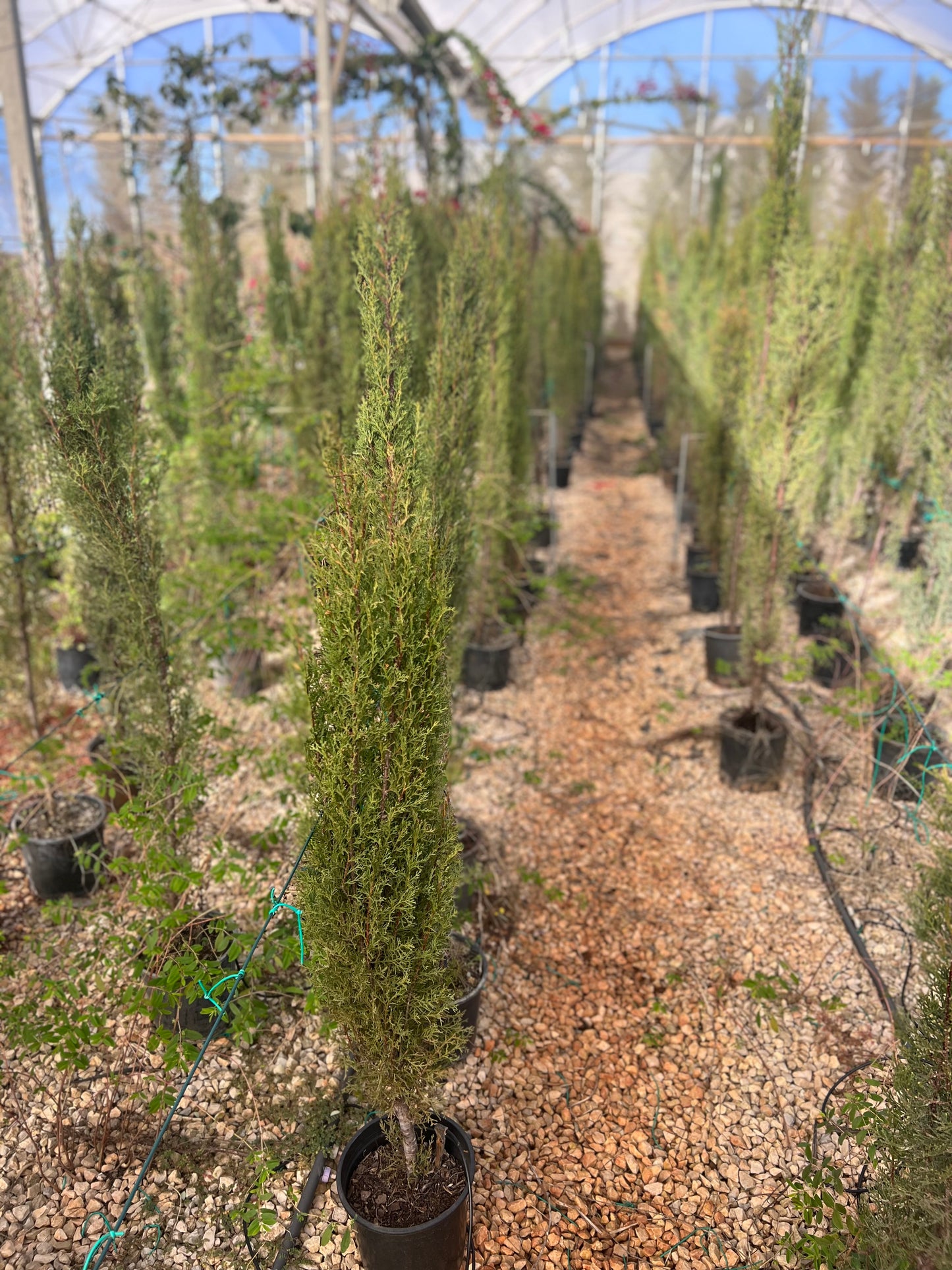 Cupressus (cypress) - 5 L 170 cm approximately
