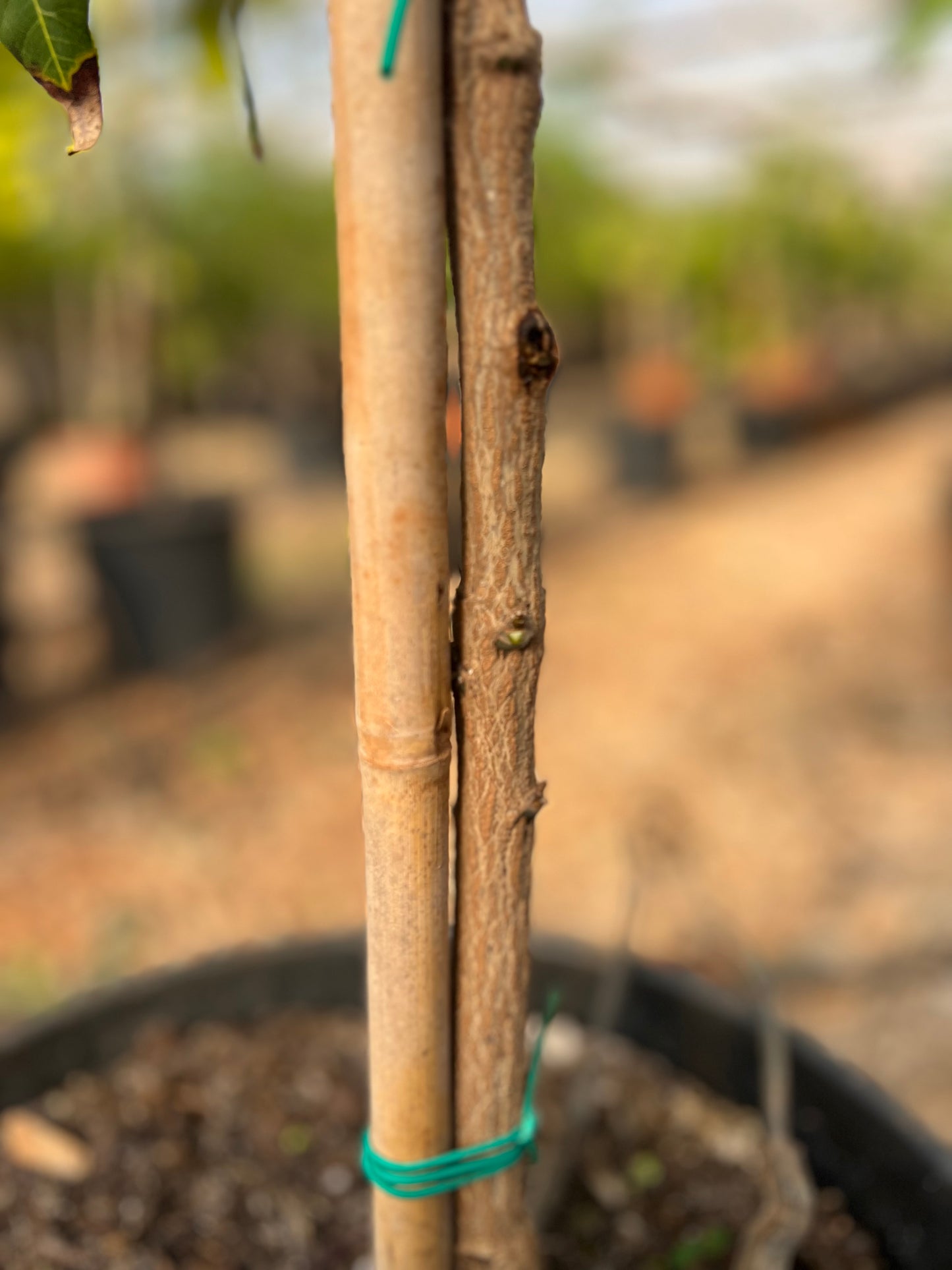 Mangifera indica (Kent Mango) - 18,5 liters