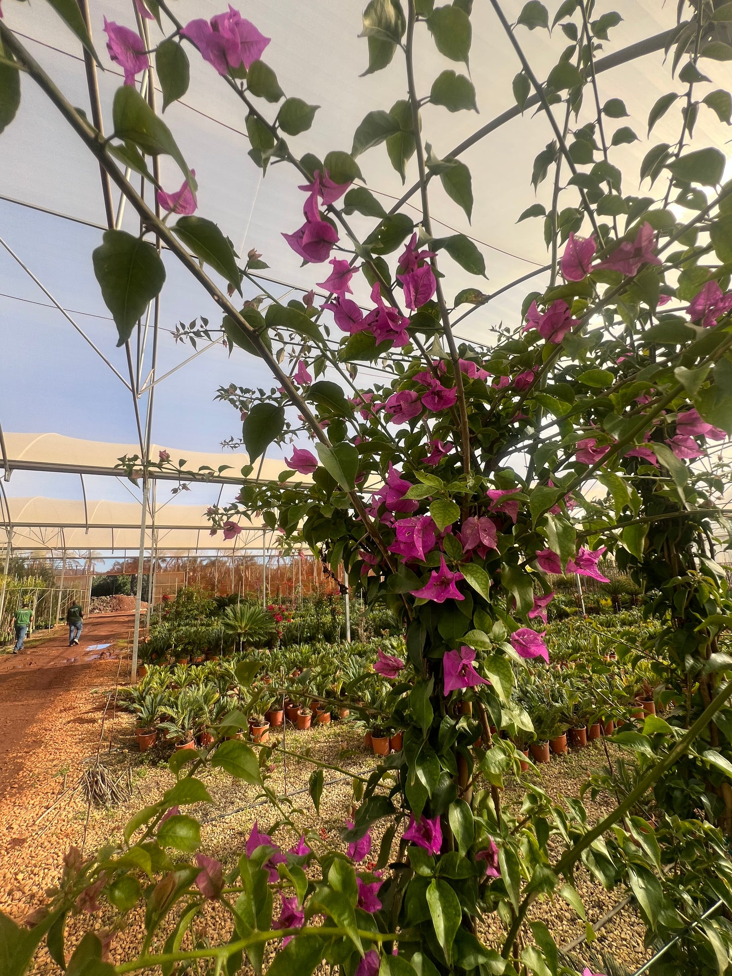 Bougainvillea (fucsia or red) - 15 liters