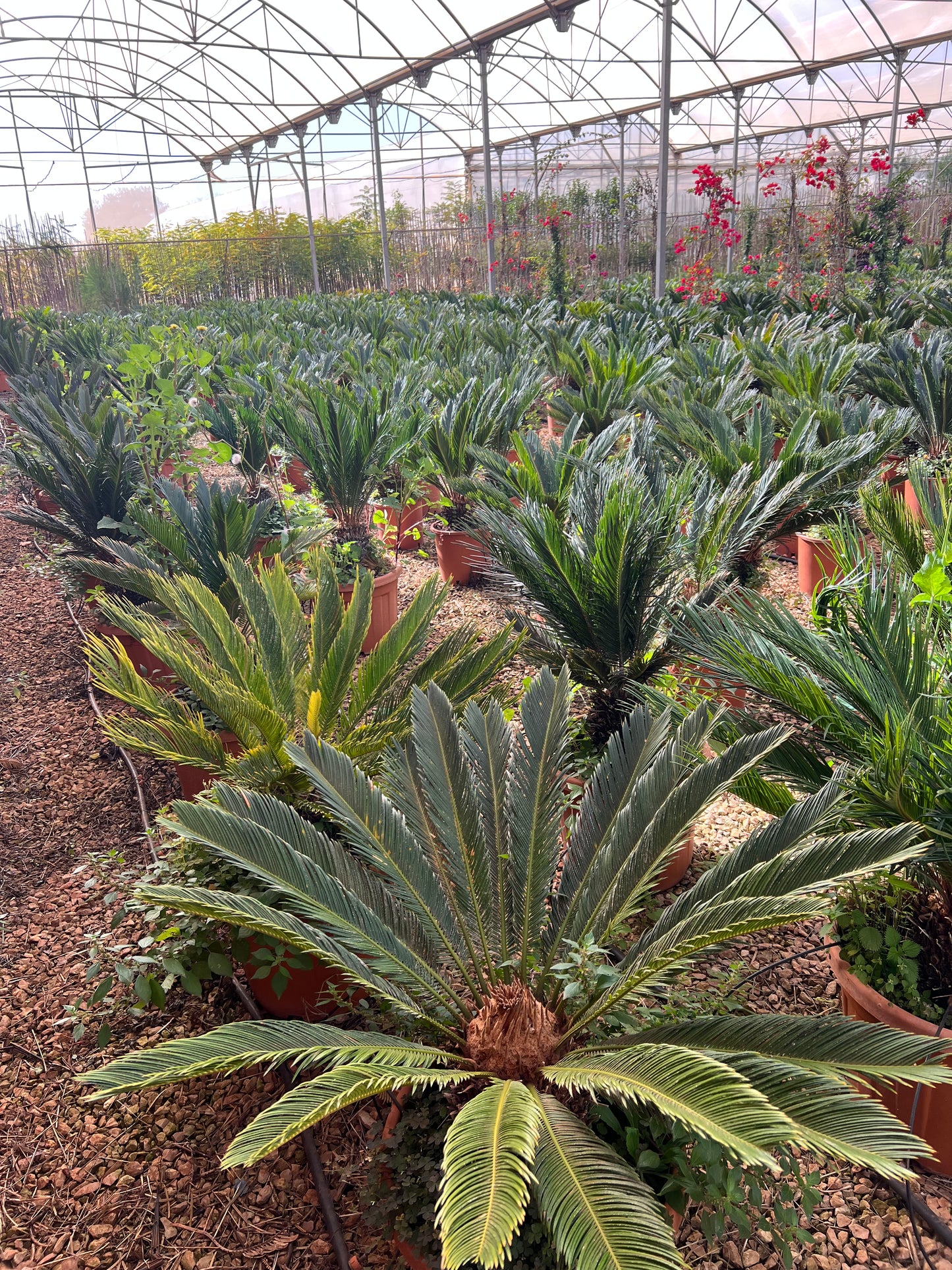 Cycas Revoluta (Sago Palm) 35 liters.